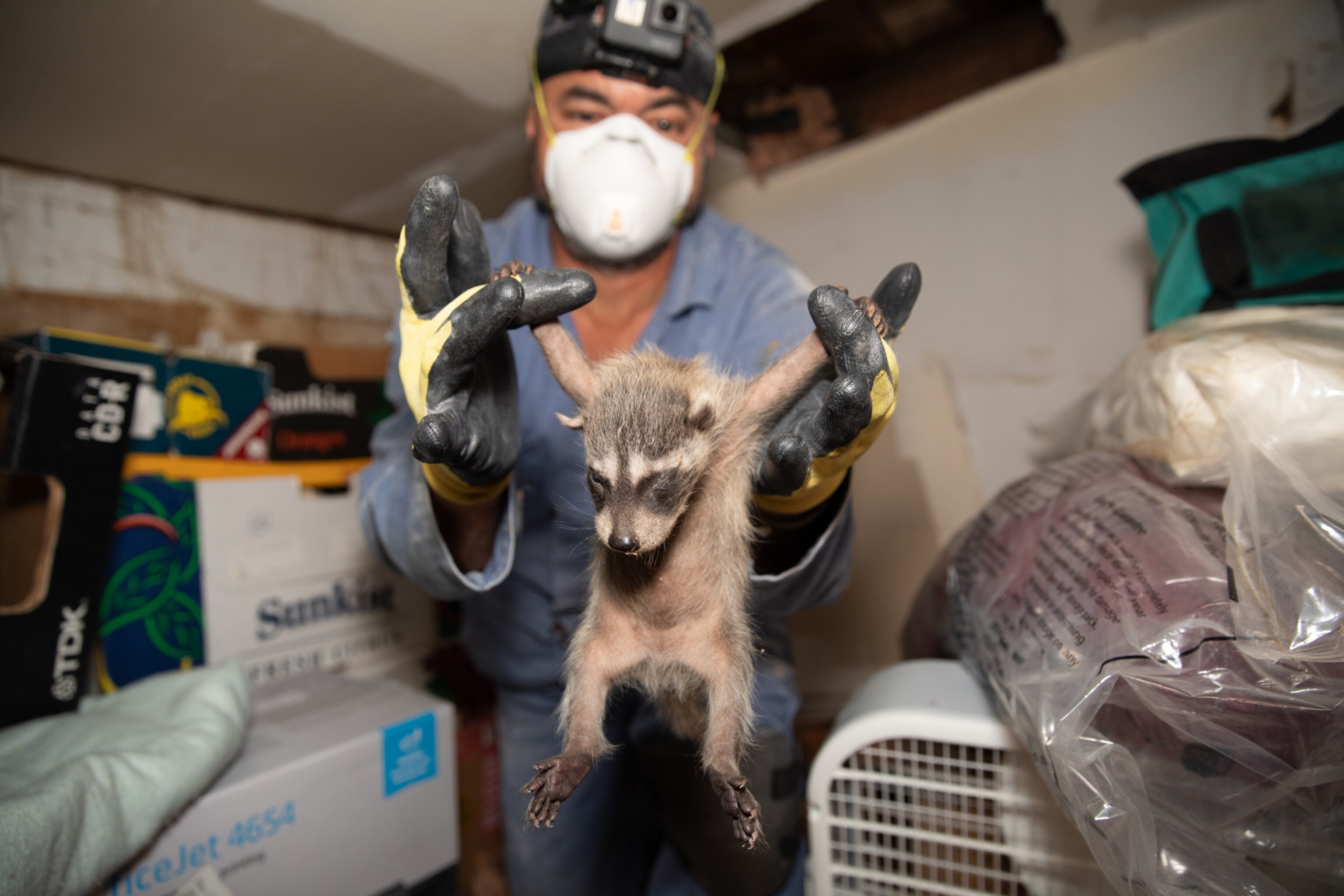 Picture of a raccoon removal