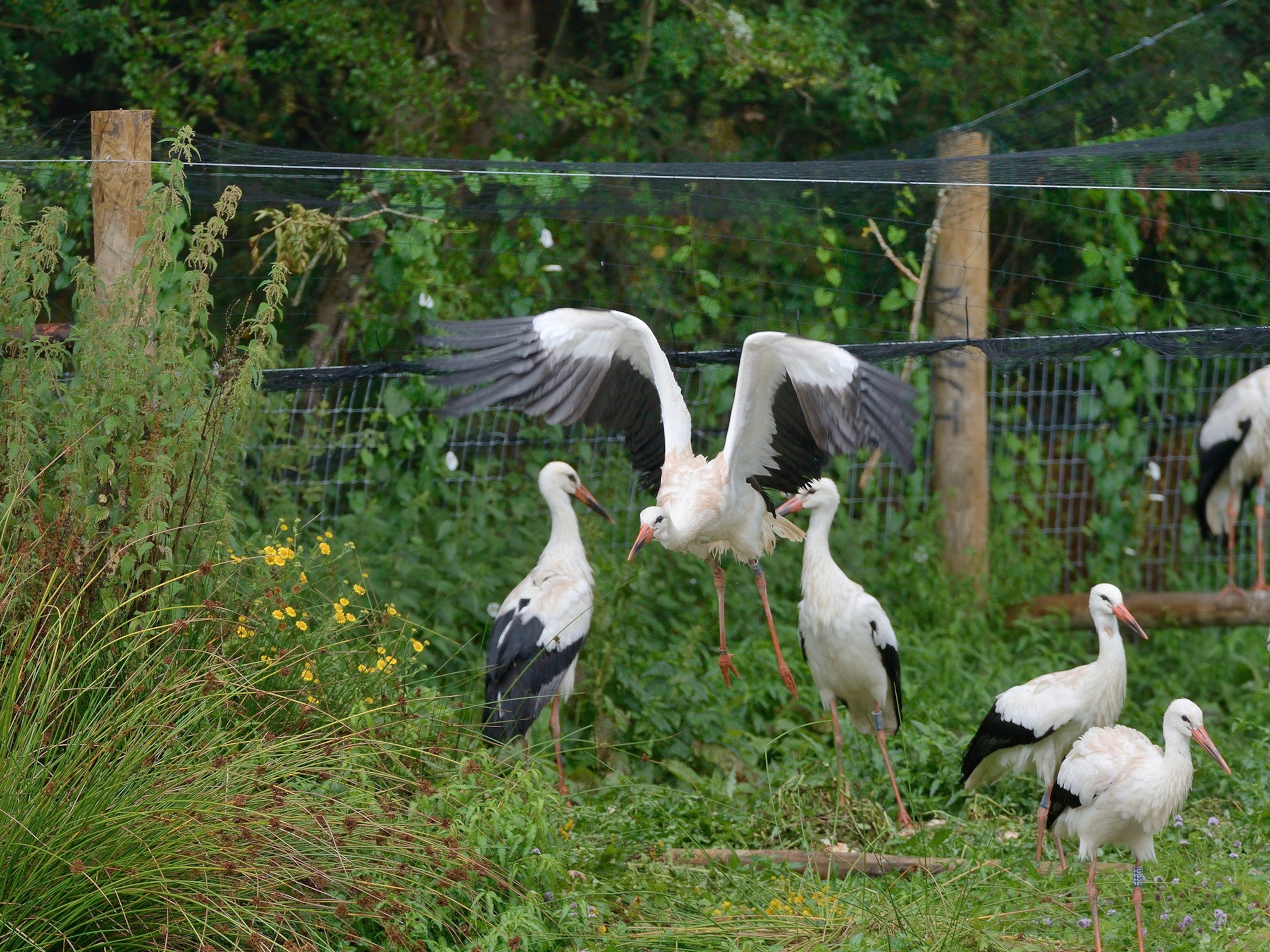 white storks
