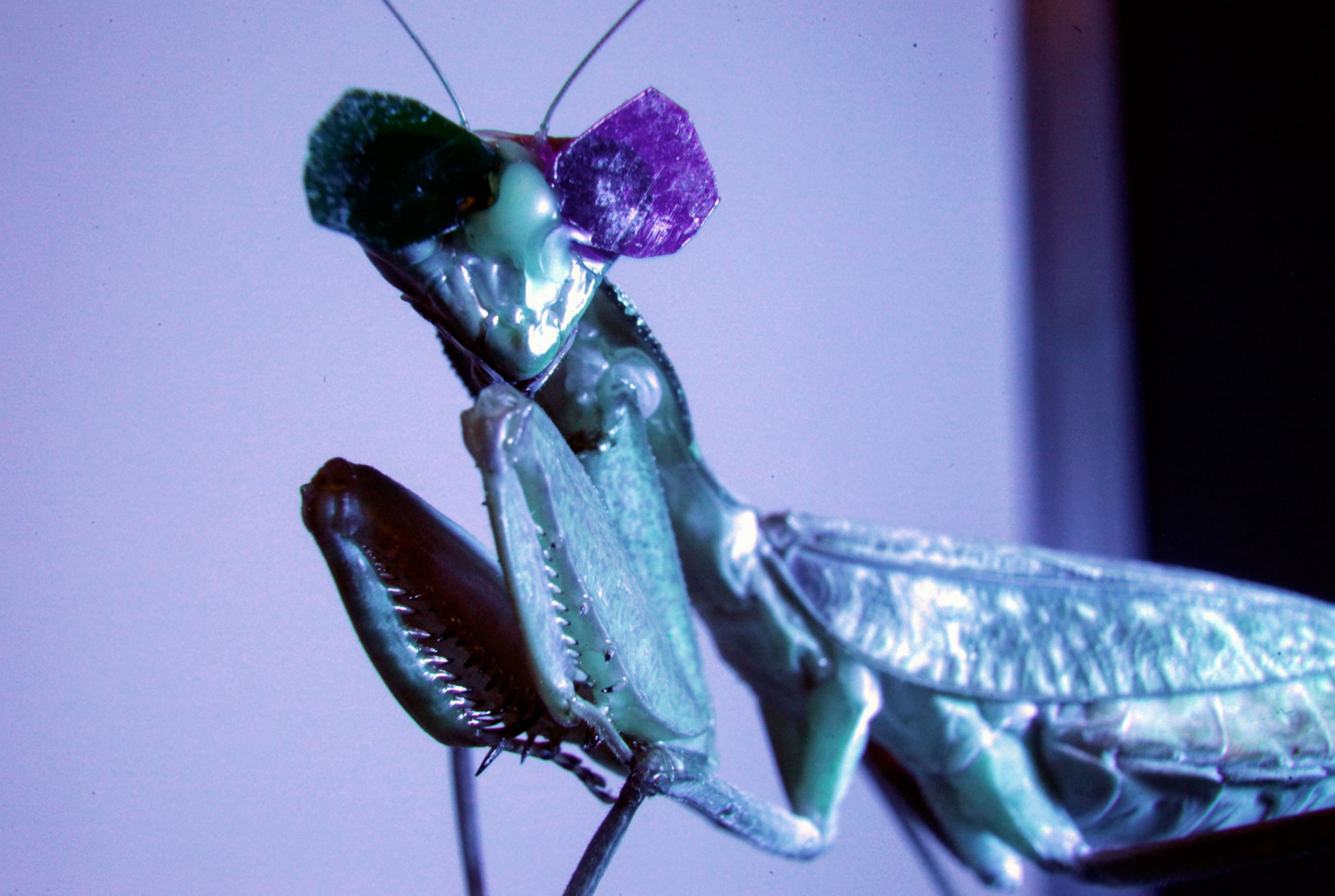 a praying mantis wearing 3-D glasses