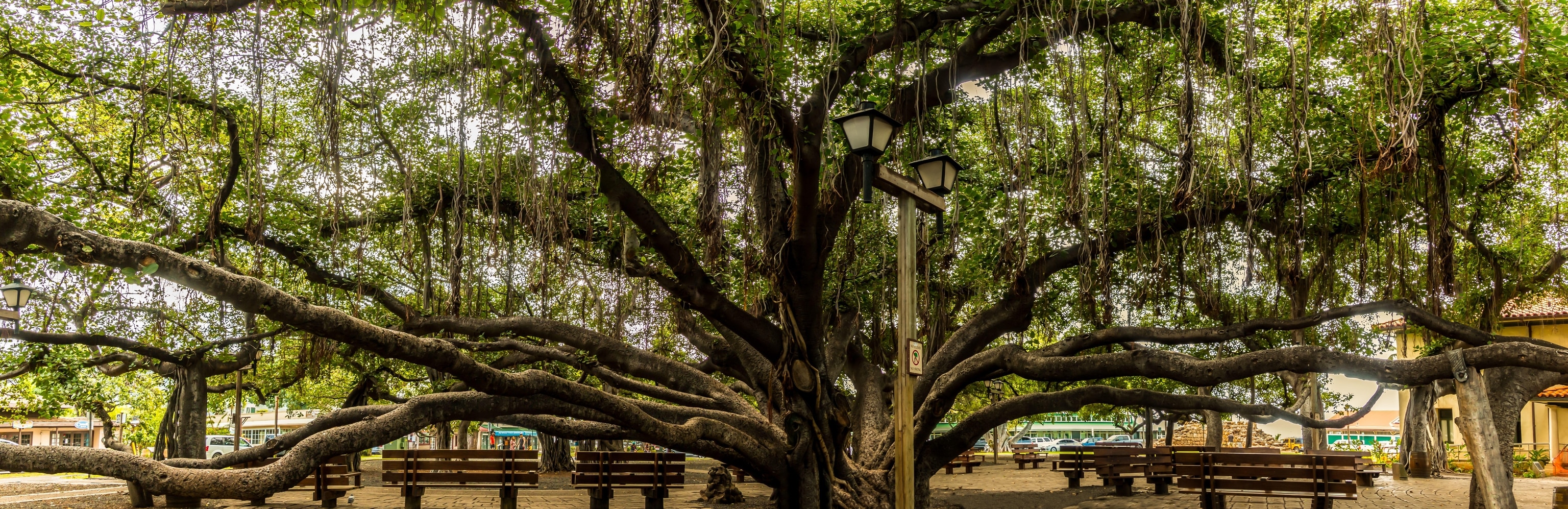 The Banyan tree outside Lahaina Courthouse, Maui, Hawaii