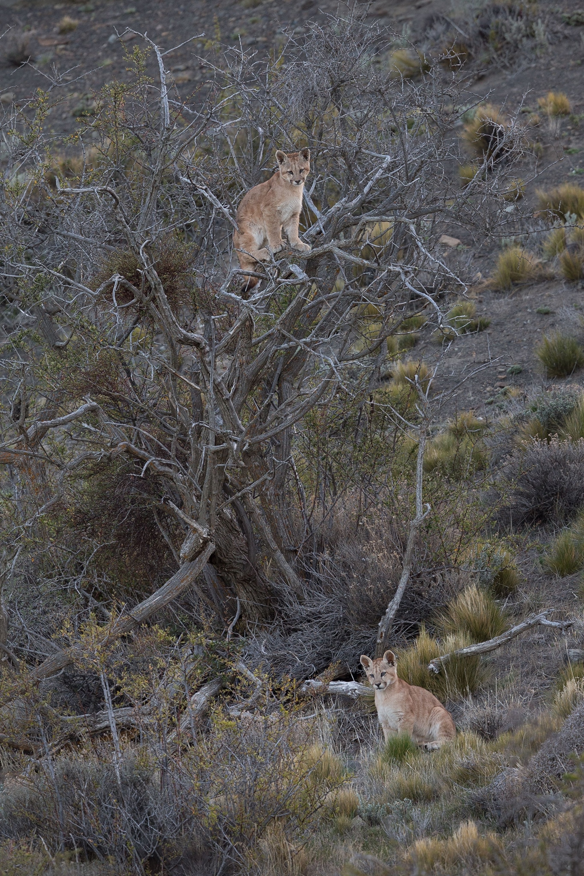 puma cubs
