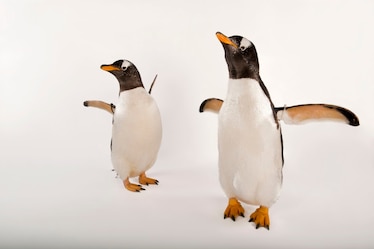 gentoo penguins