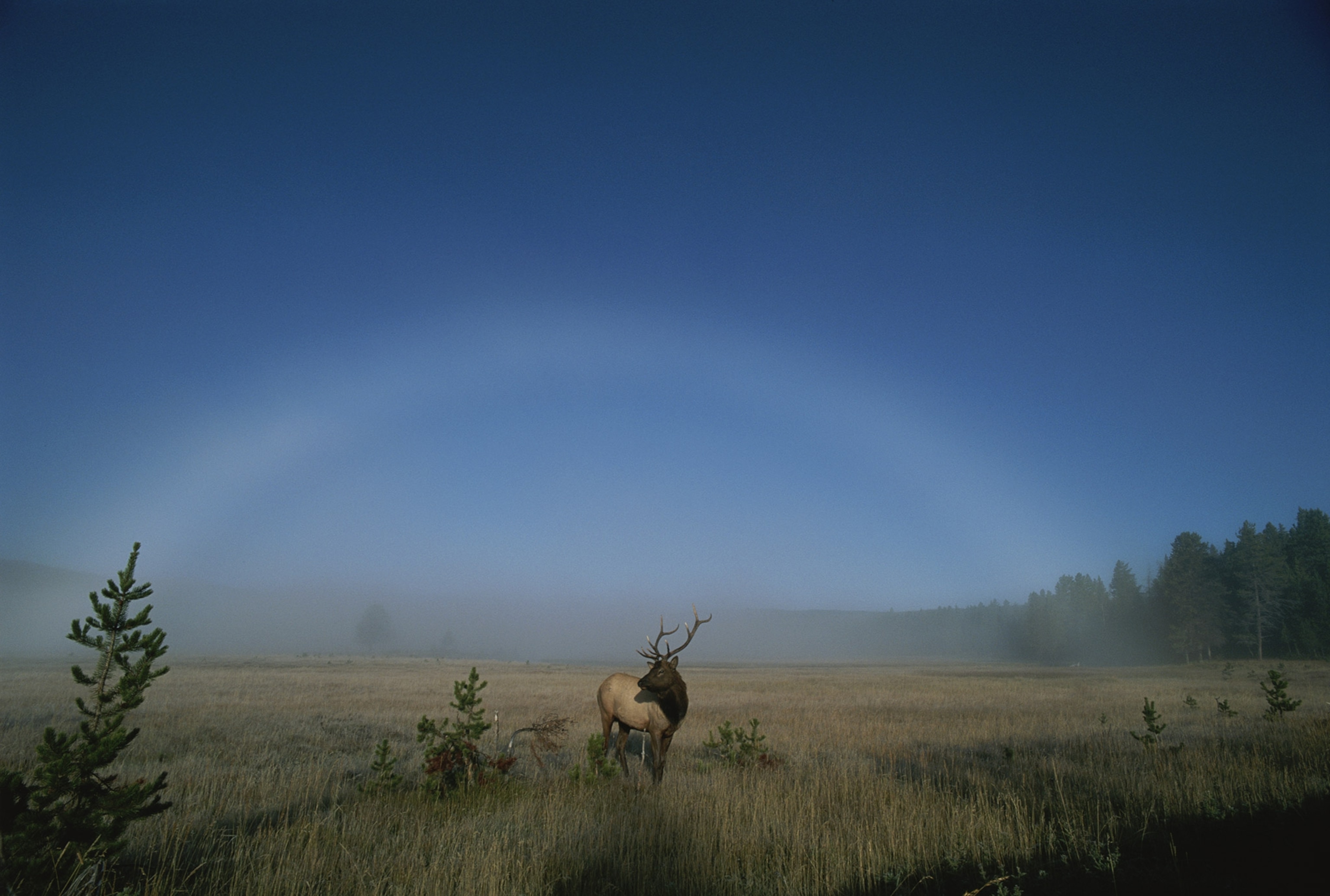 Elk with fog bow in the sky in Yellowstone National Park, Wyoming