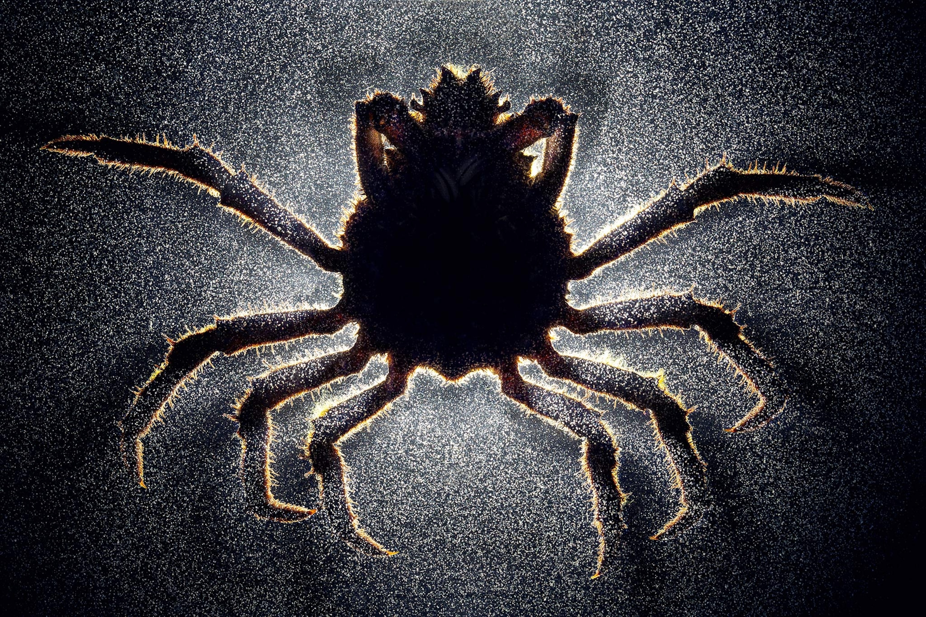 Outline of a creature with eight legs on a black background