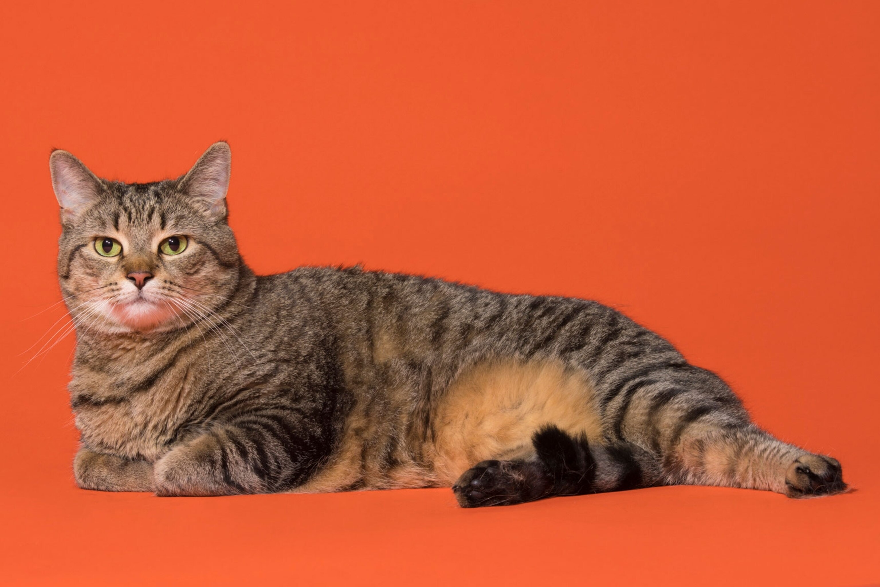 a cat named Kitty
