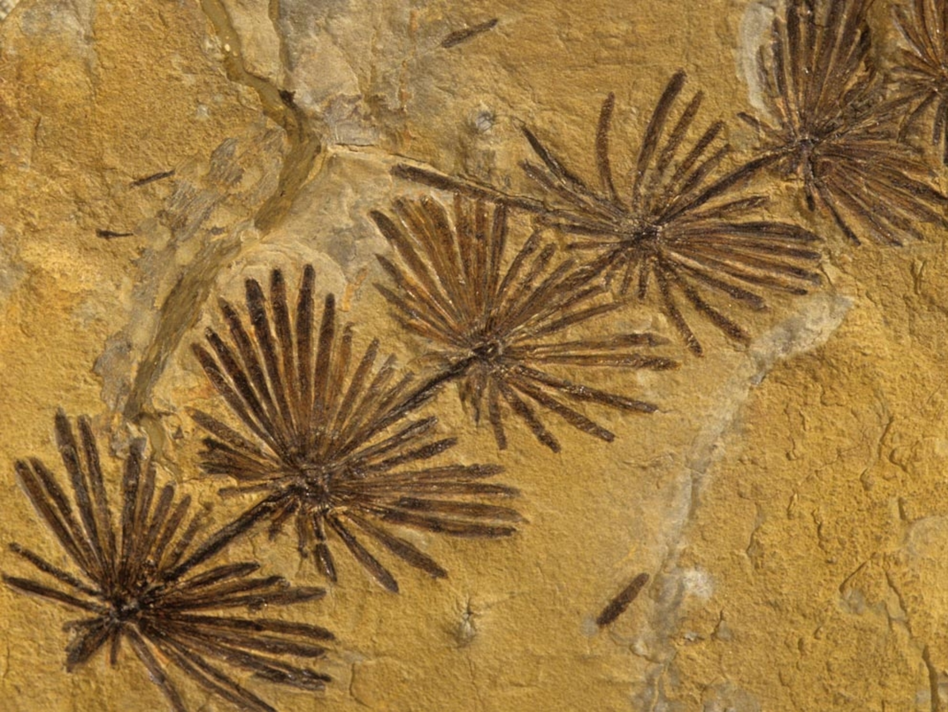 Horsetail fossil