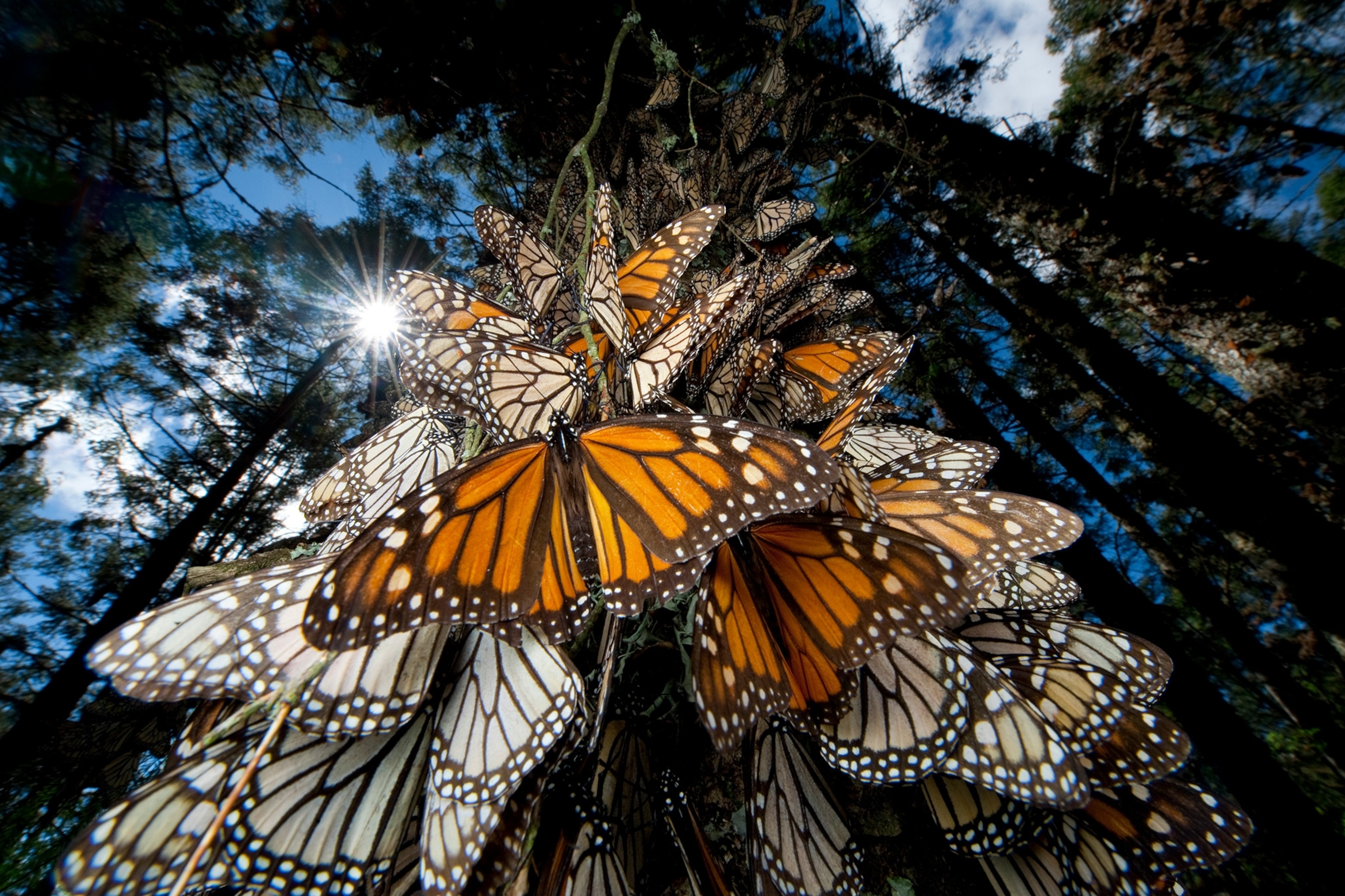 monarch butterflies