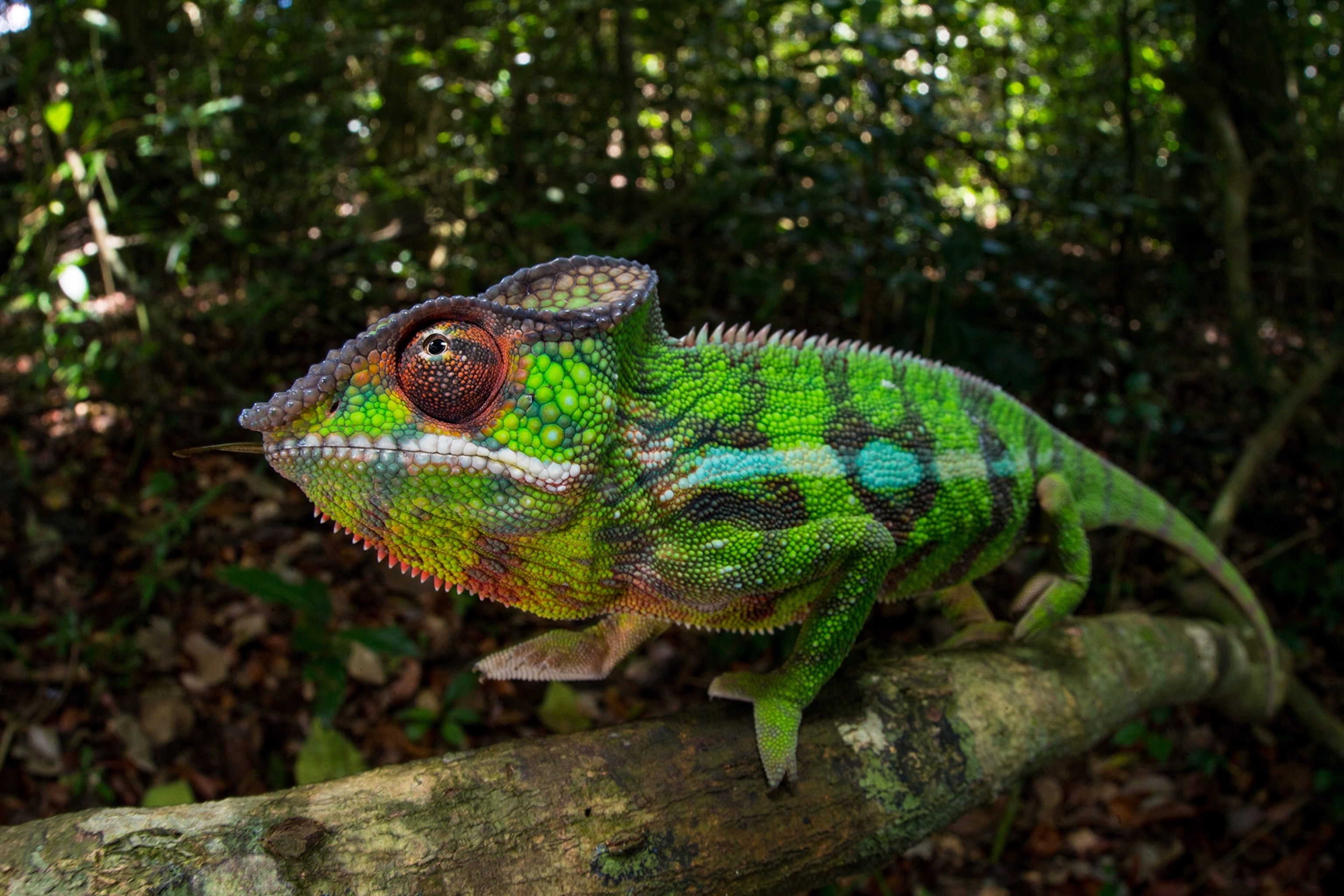 a panther chameleon on a tree branch