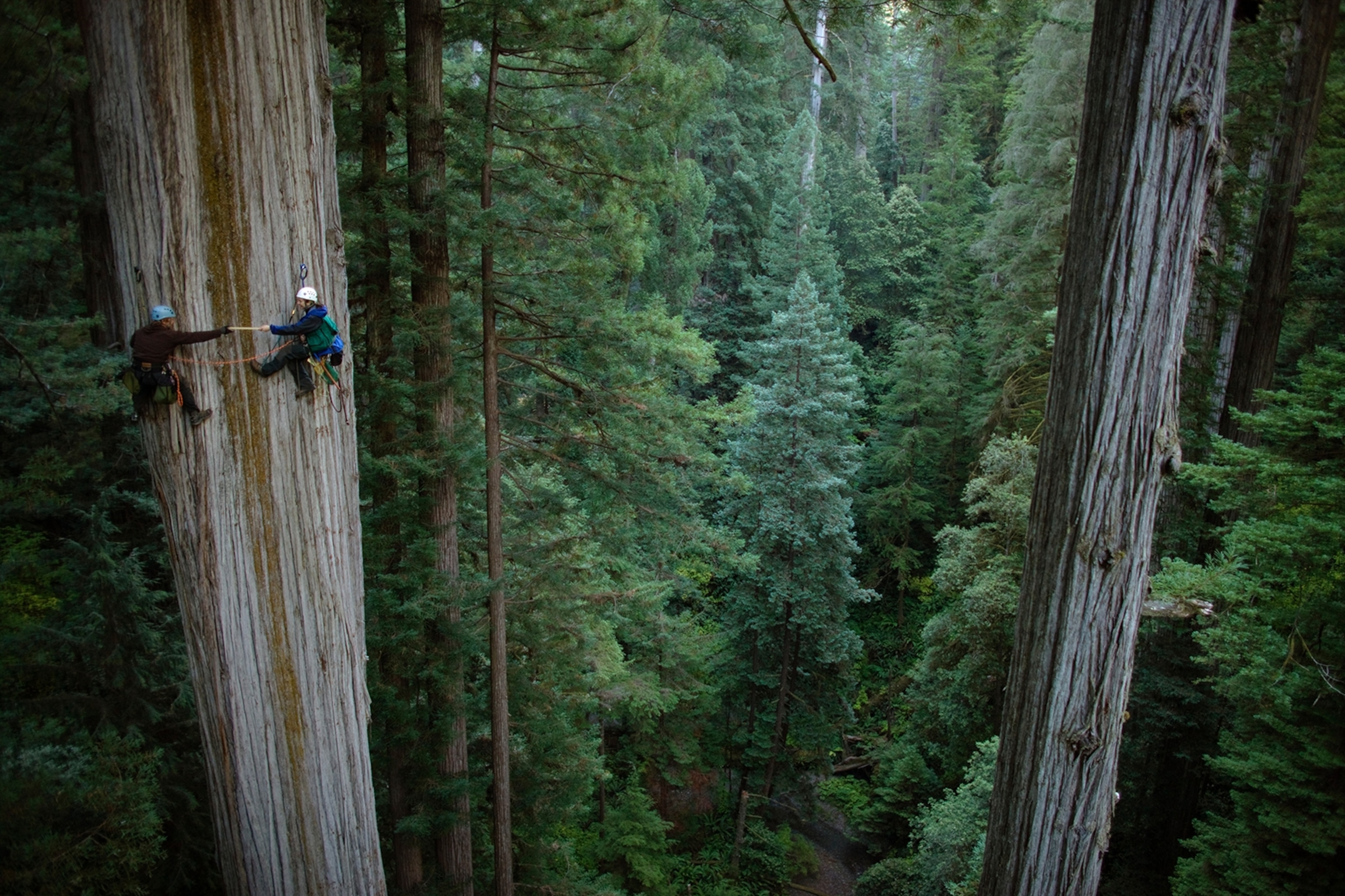 botanist and ecologist climbing a 350-foot redwood