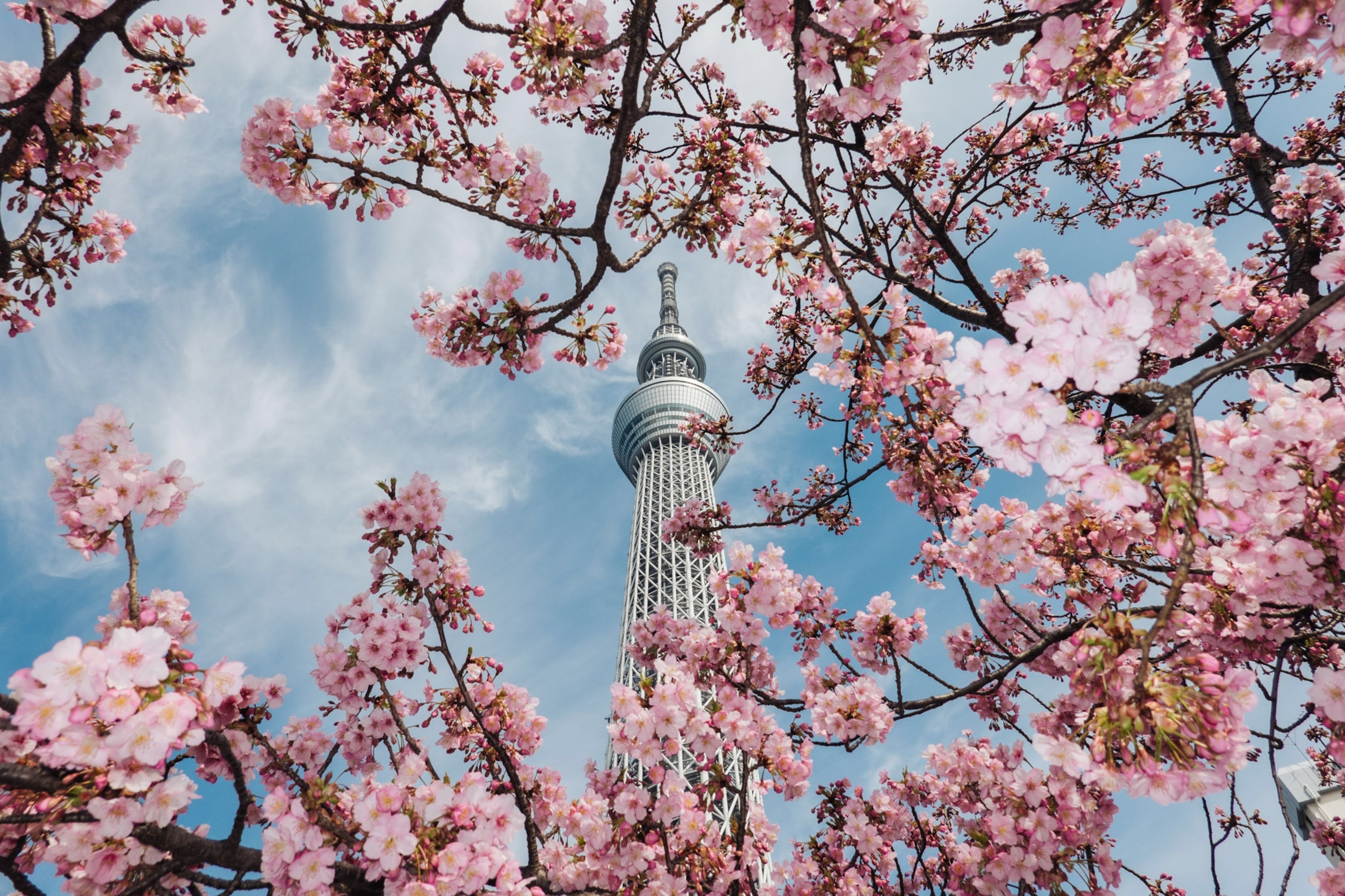 The Tokyo Skytree is framed by cherry blossoms