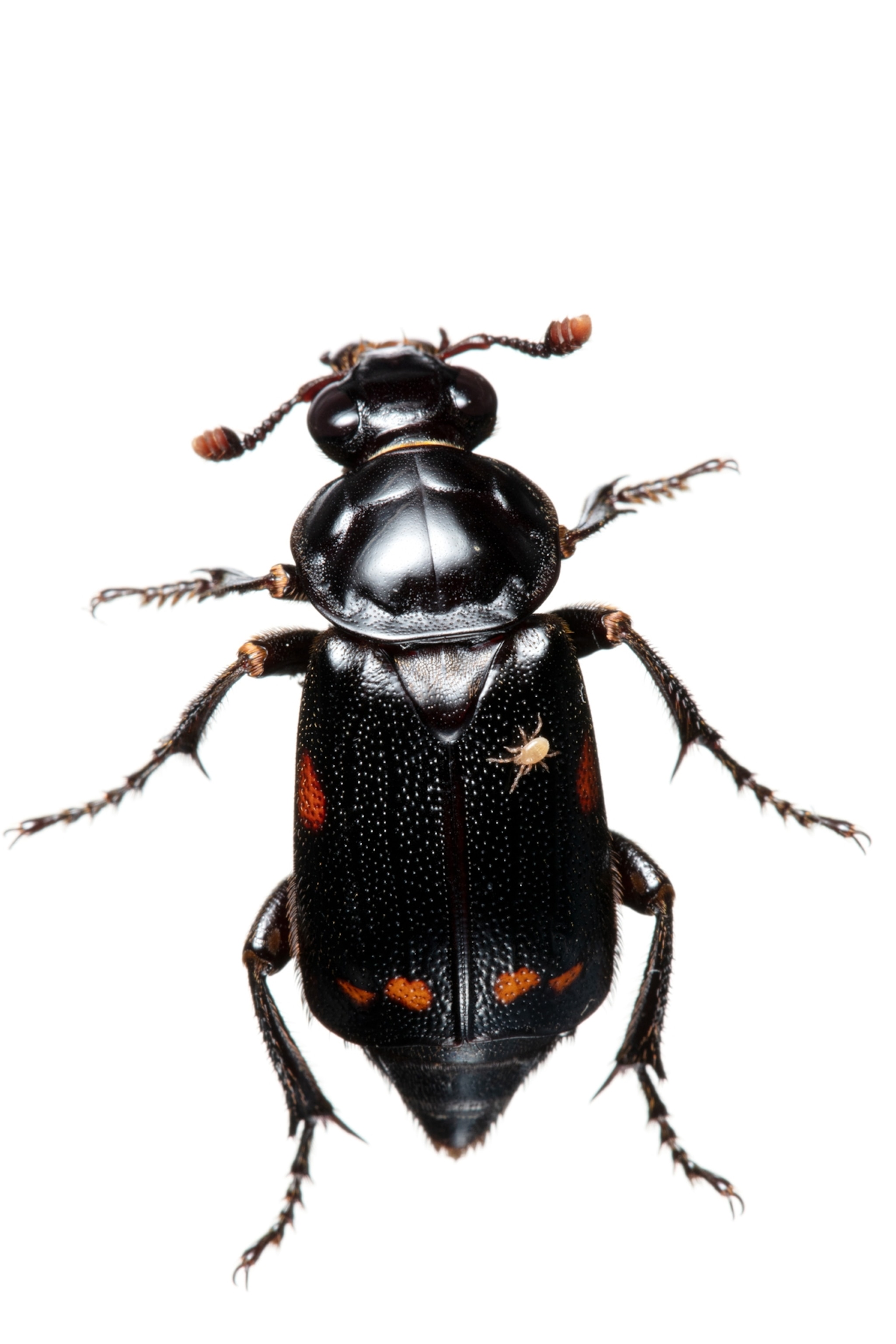 shiny black diamond shaped beetle
