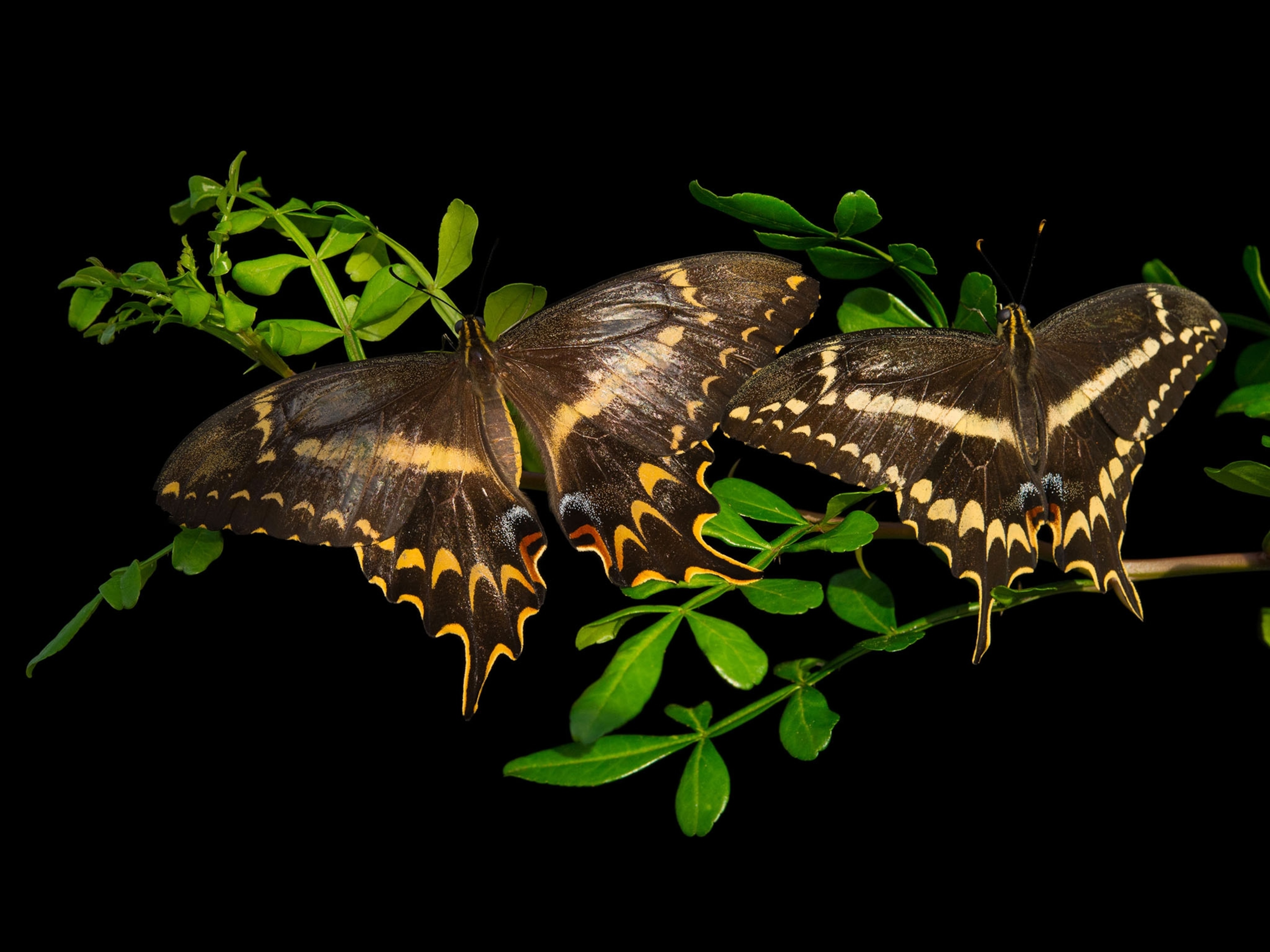 two schaus swallowtails