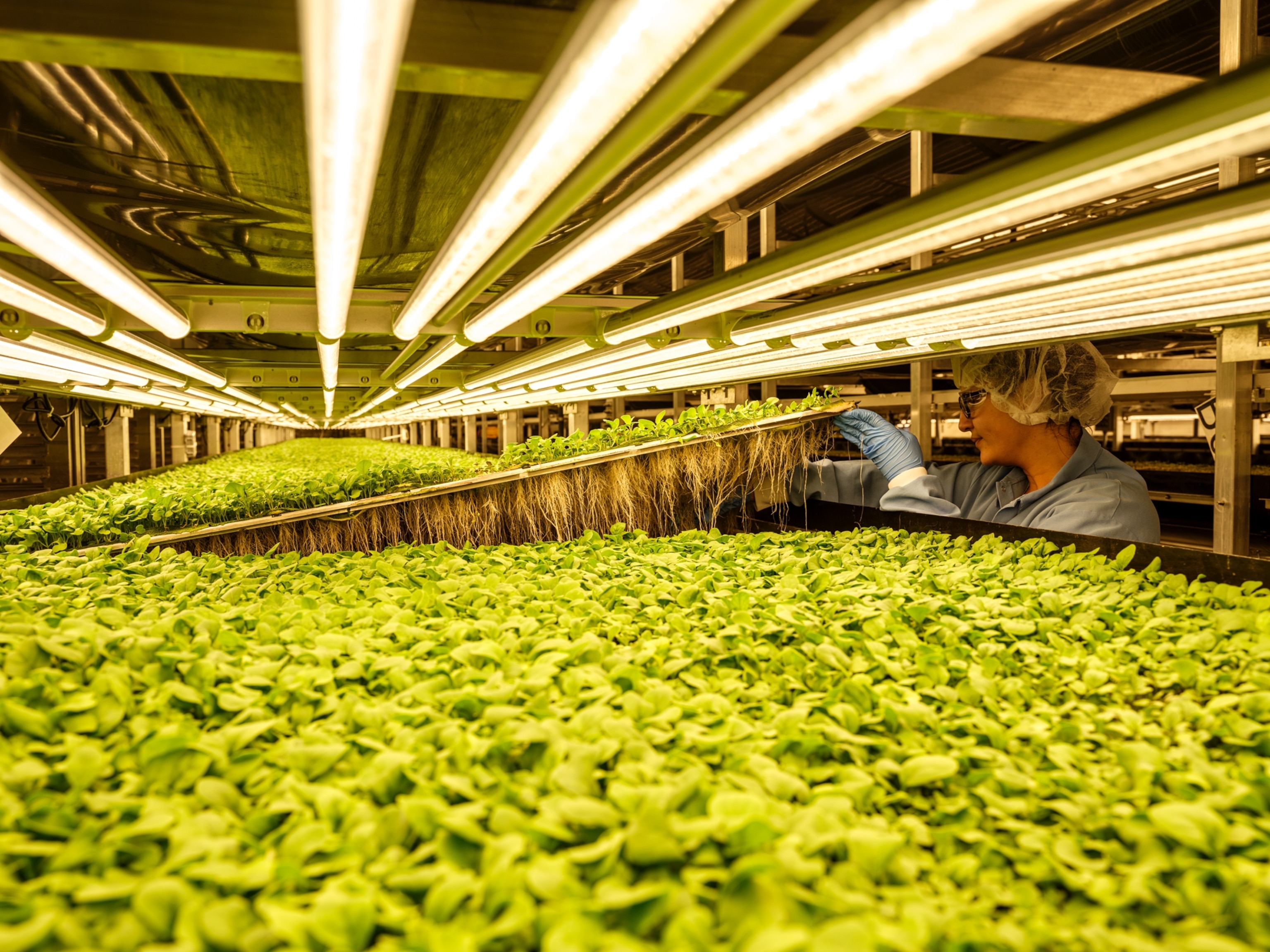A woman setting a tray of greens down in a vertical farming factory