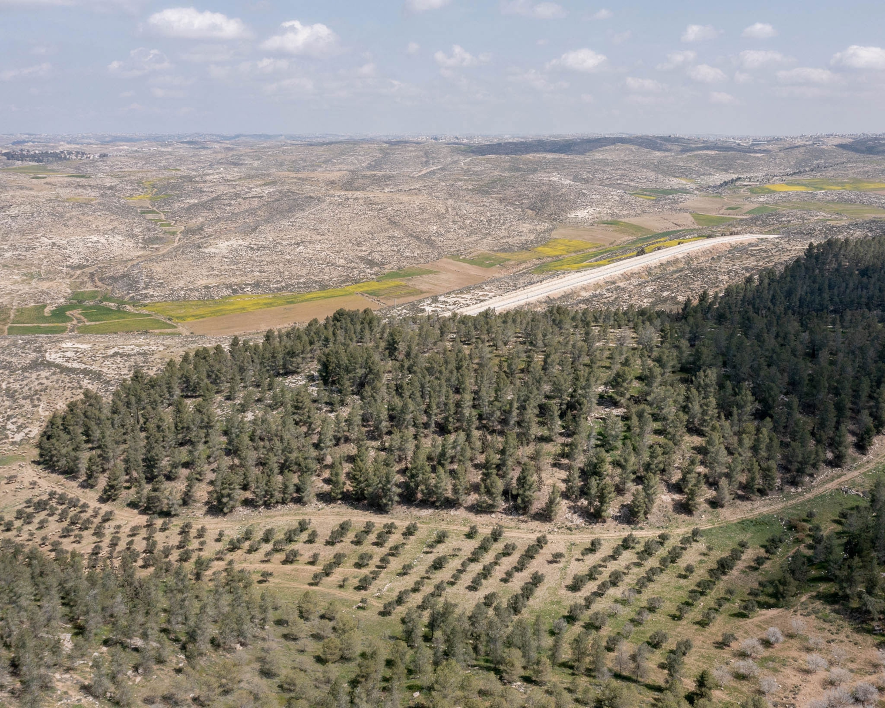 rows of planted forest in a semi aird landscape