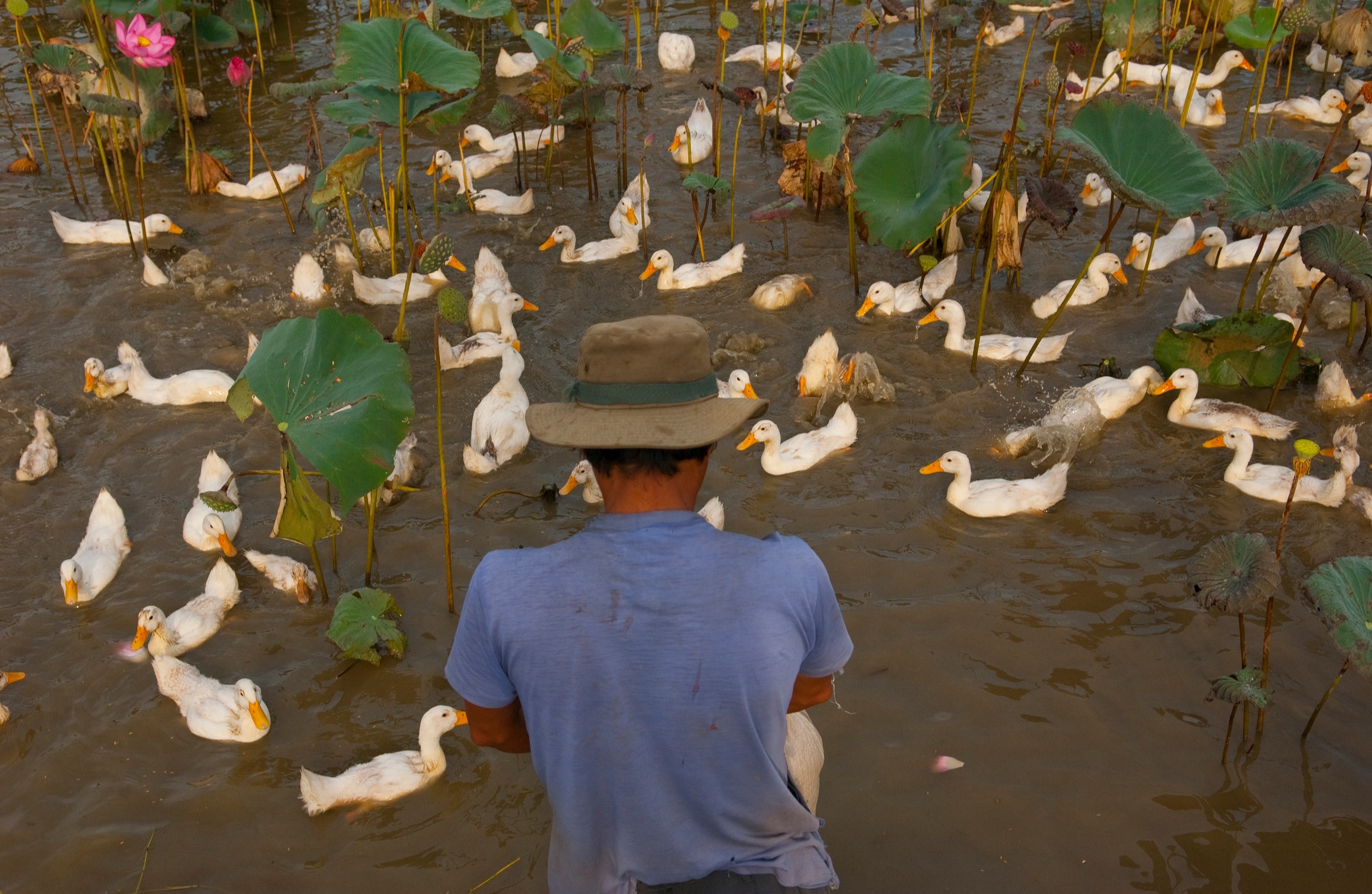The back of a man with a blue shirt and hat, as he looks towards a pond filled with white ducks and lotus blossoms.
