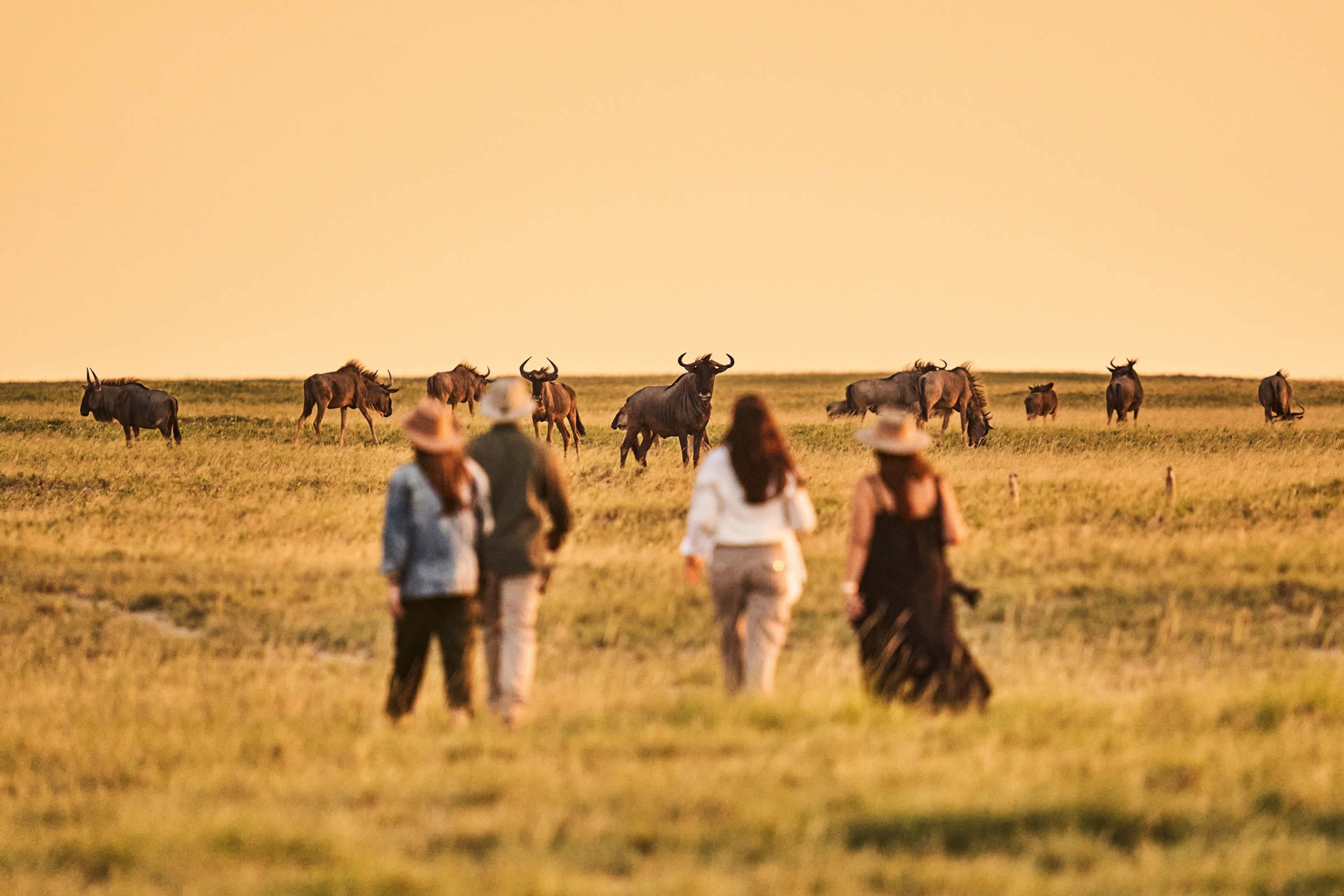 Travellers watching animals in the desert