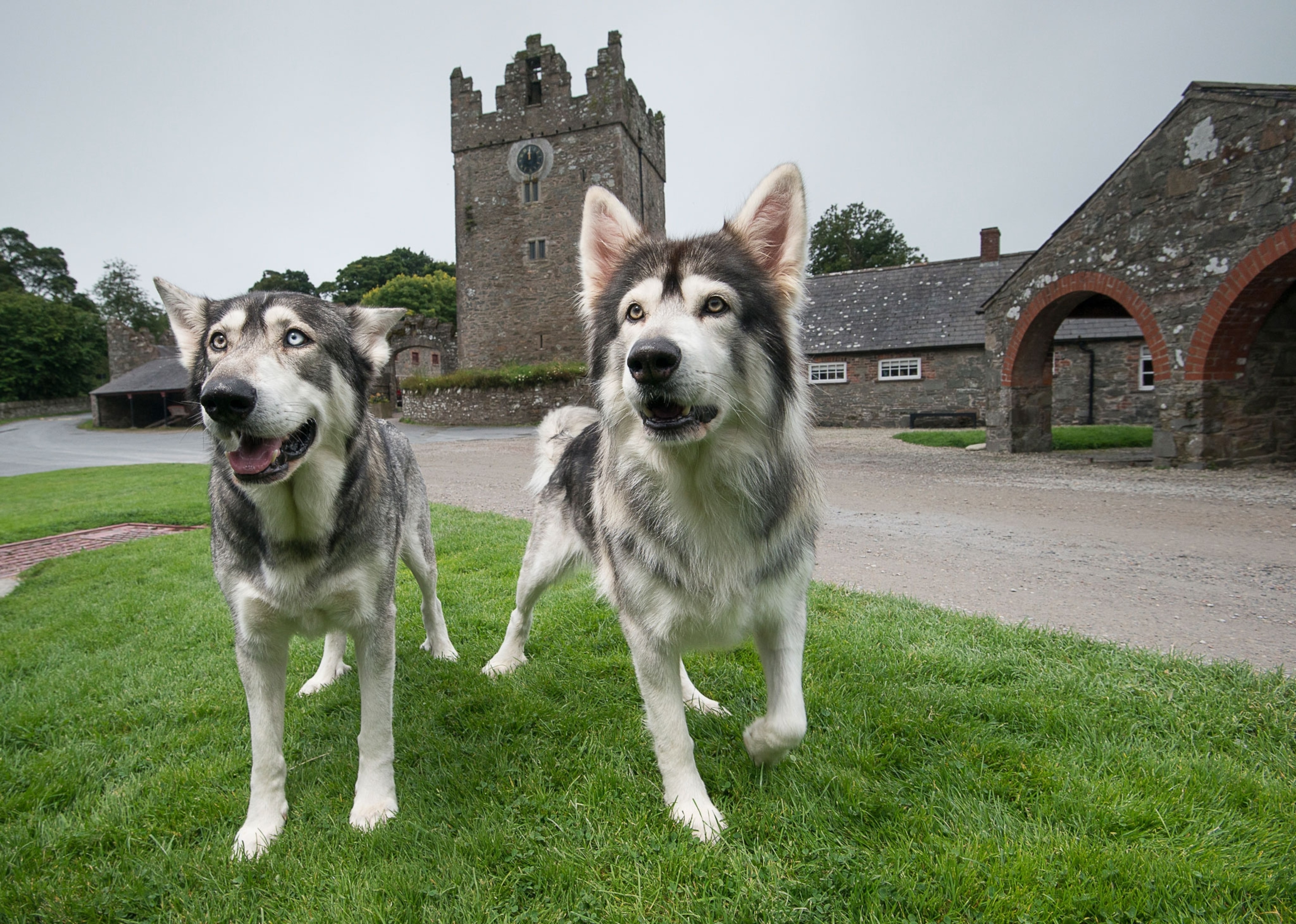 wolf dogs on the set of Game of Thrones