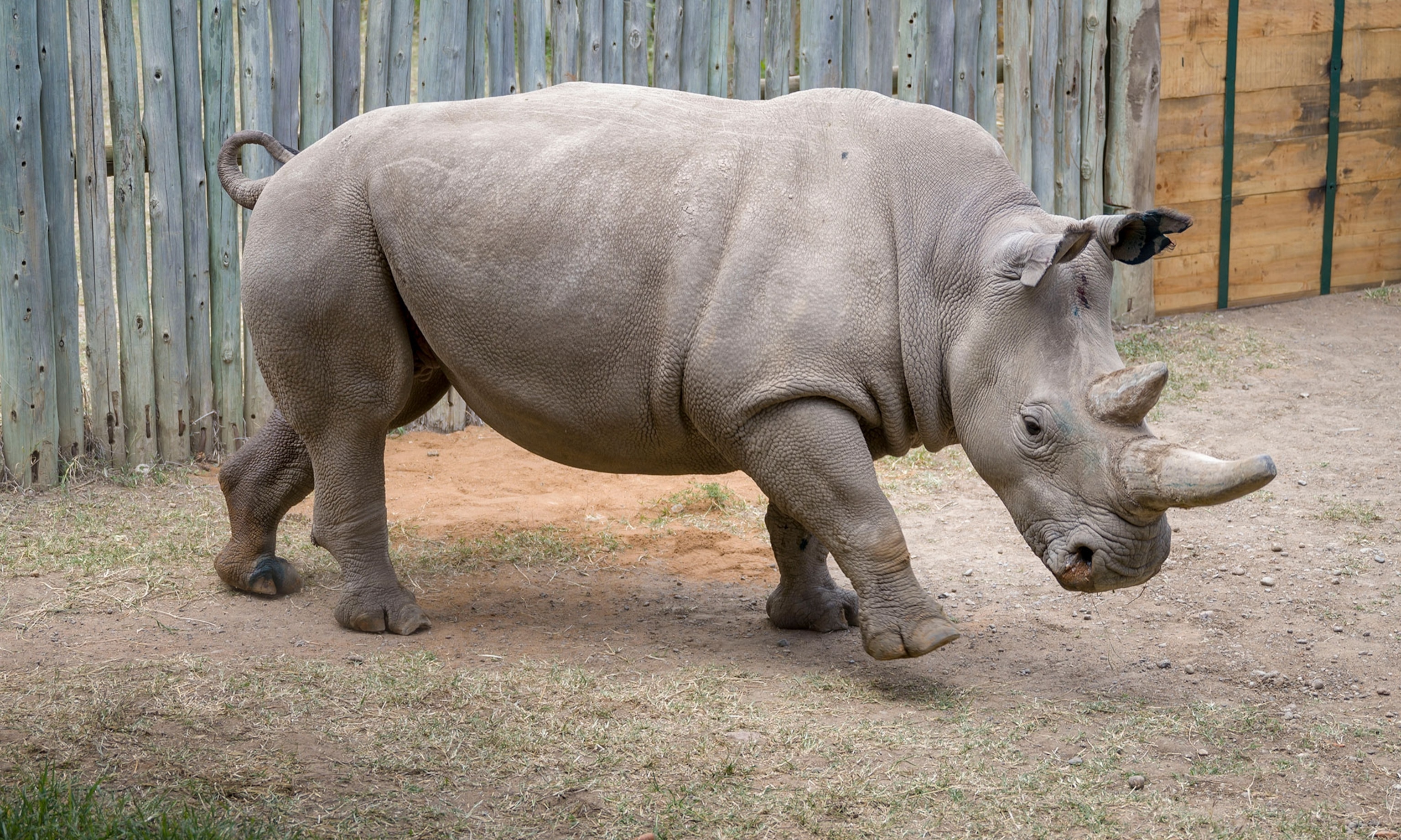 Fatu, one the two remaining northern white rhinos