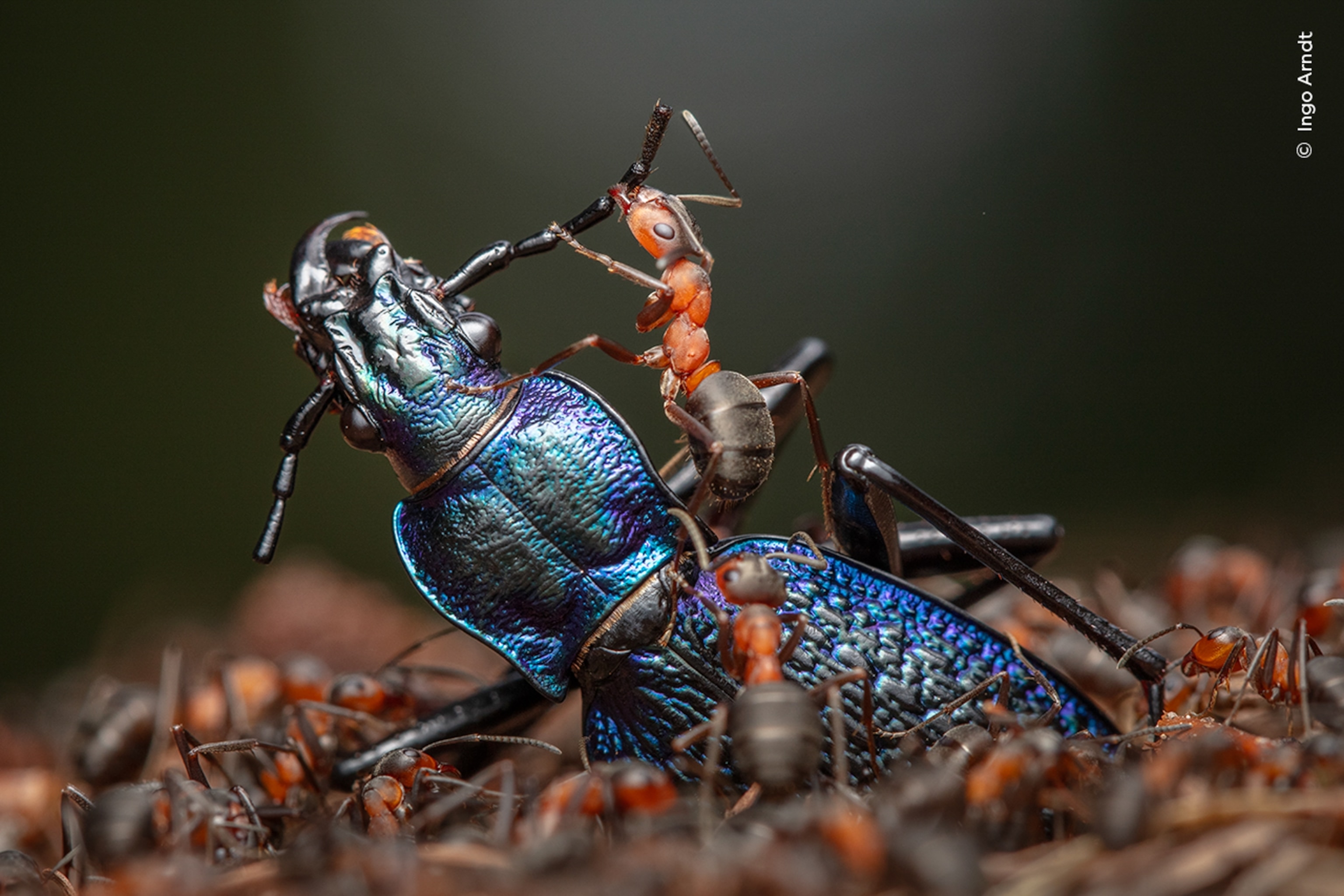 A red is on top of a dark beetle attacking its body.