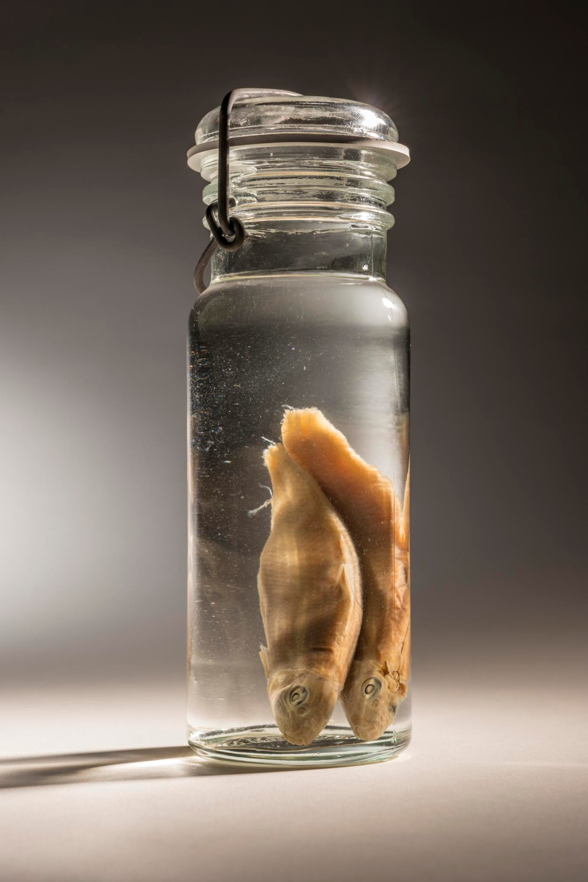 the now extinct harelip suckers