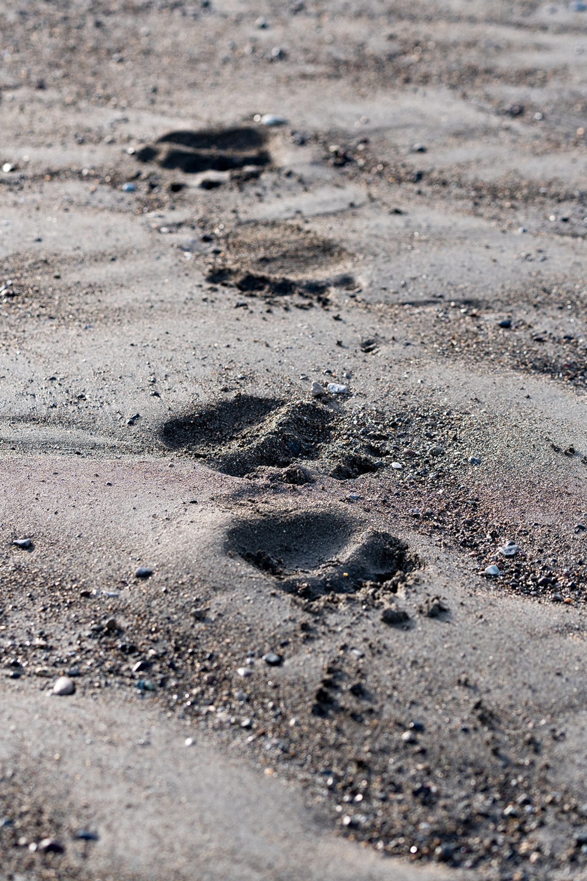 A close-up of bear foot prints in wet sand.