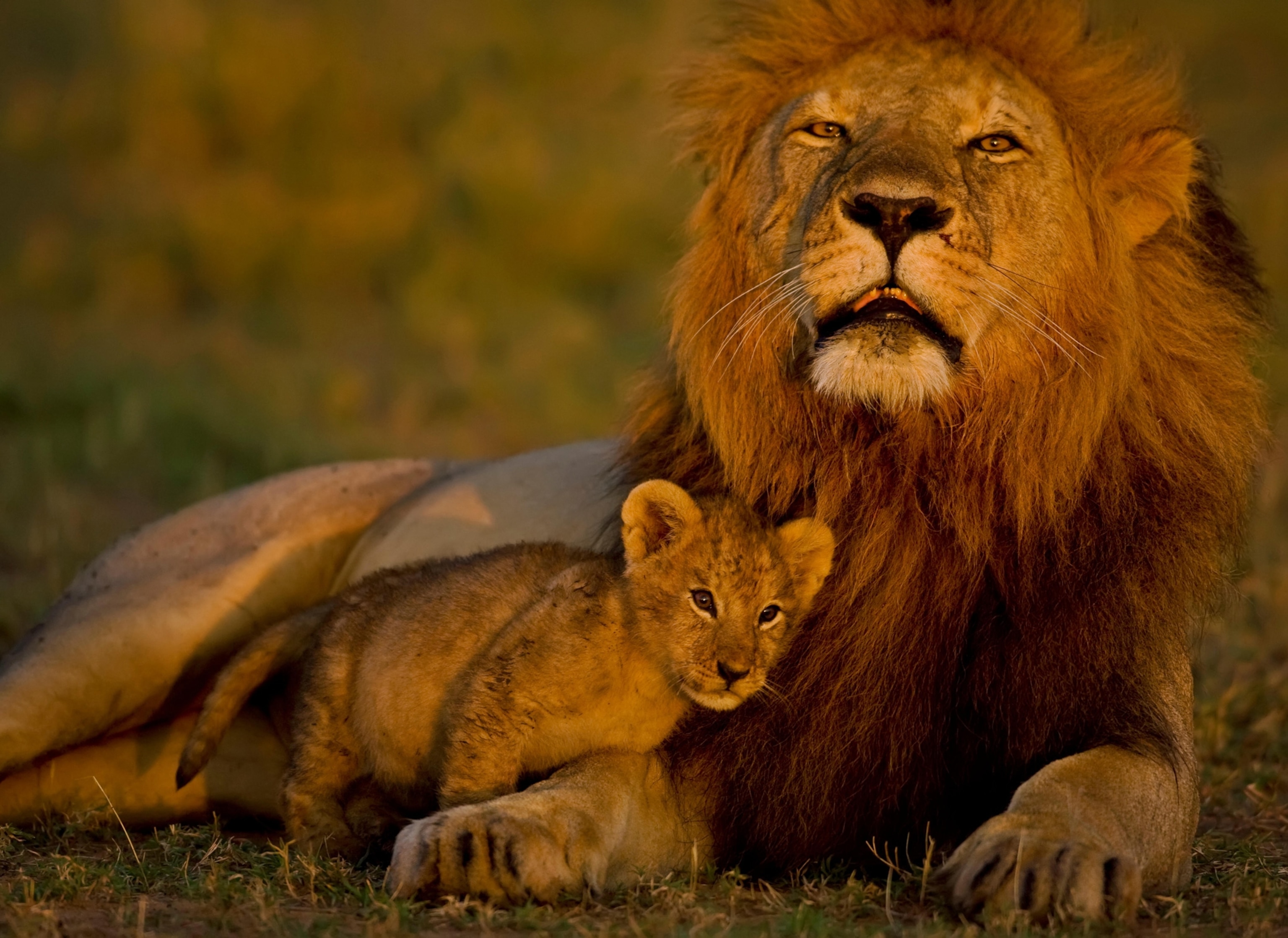 a lion cub leaning against its father