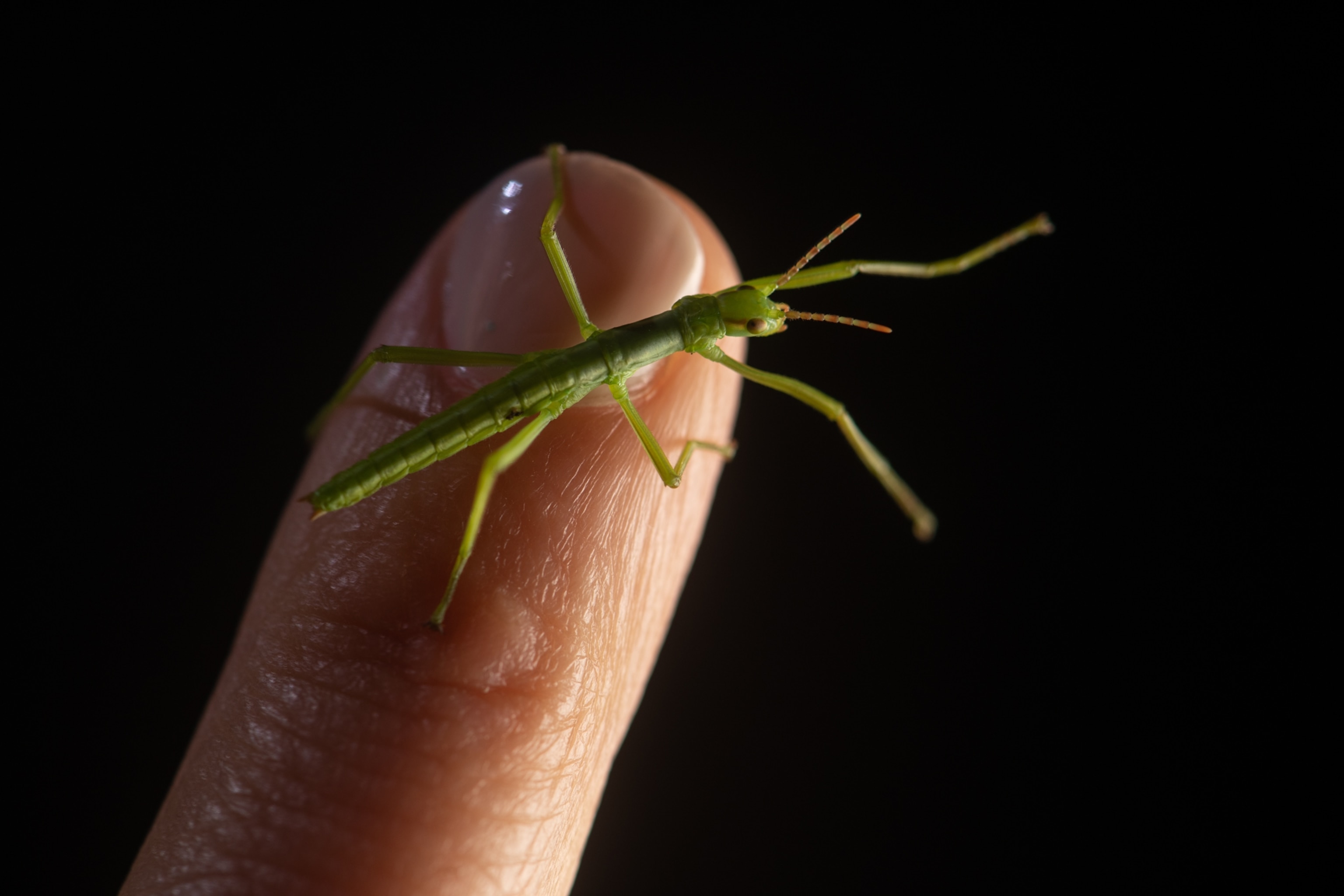 a small green stick bug like creature