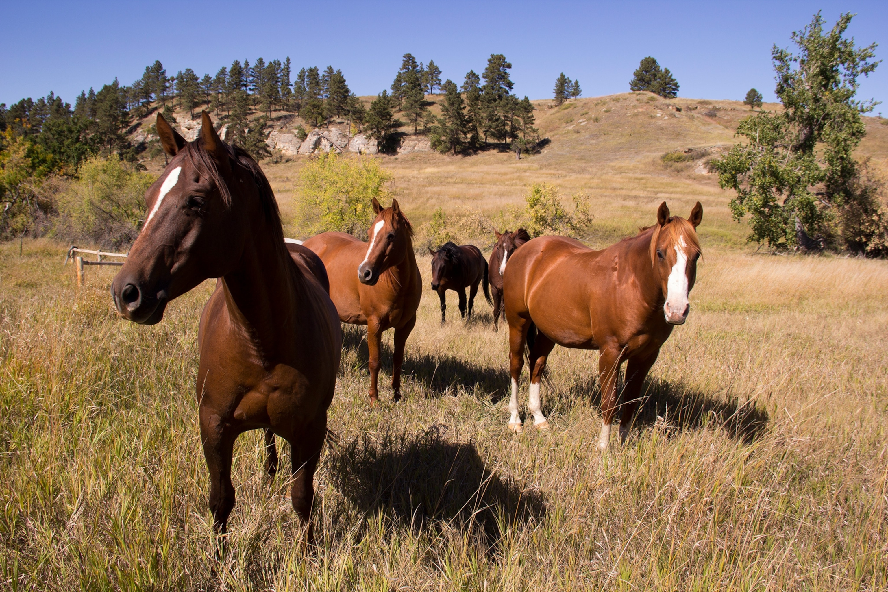 horses