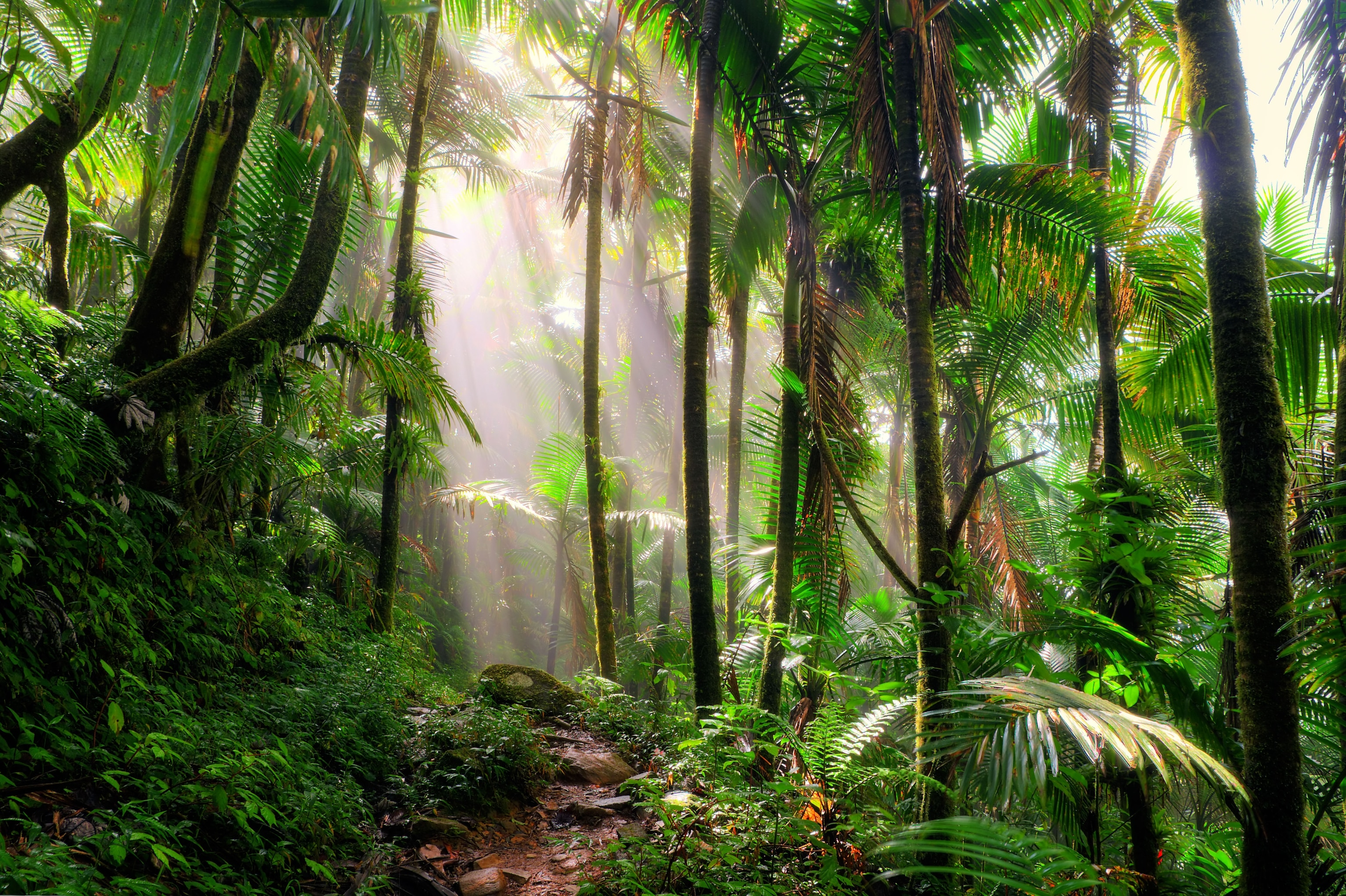 Sunshines through a jungle path