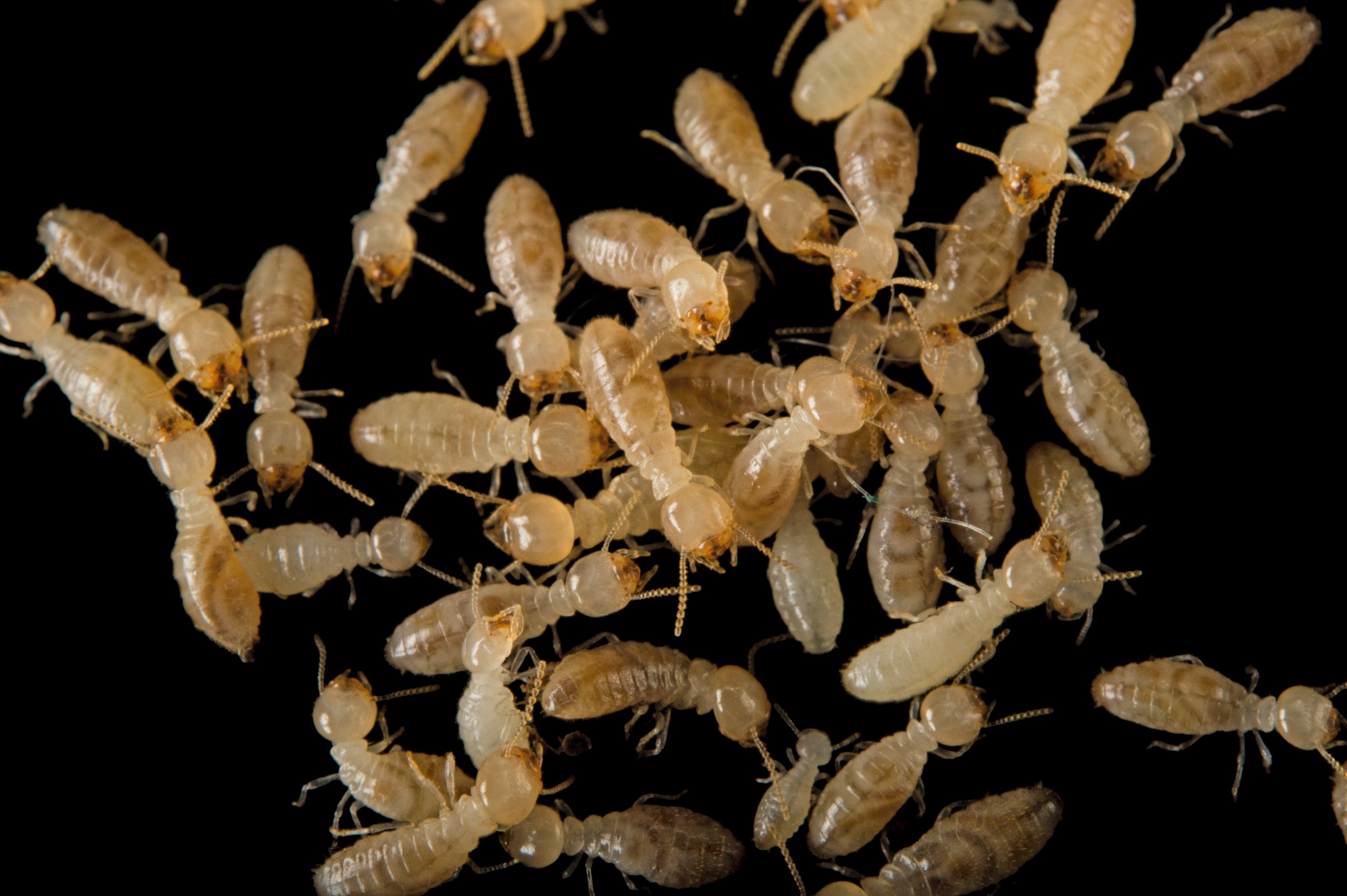eastern subterranean termites