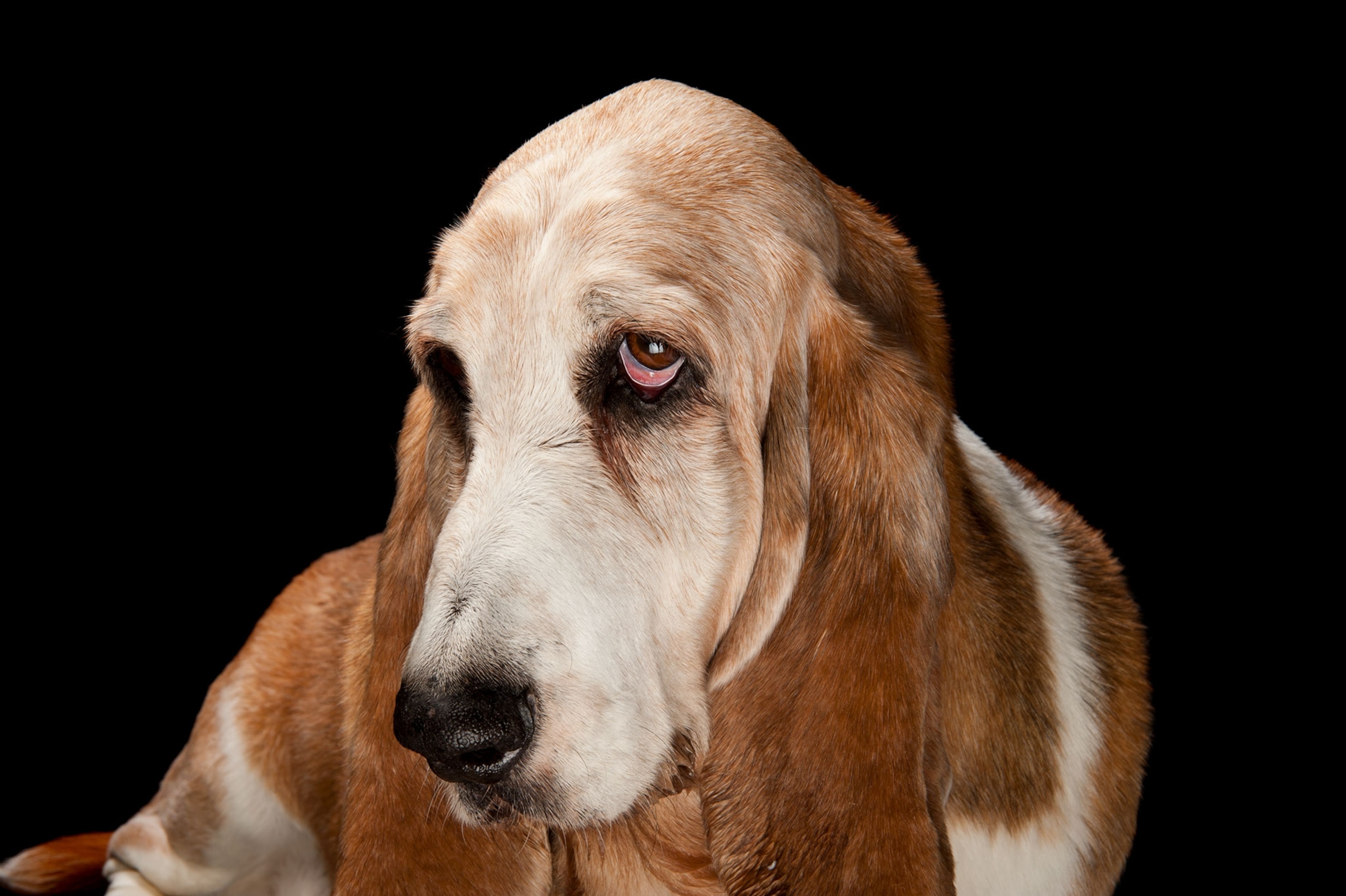 a bassett hound