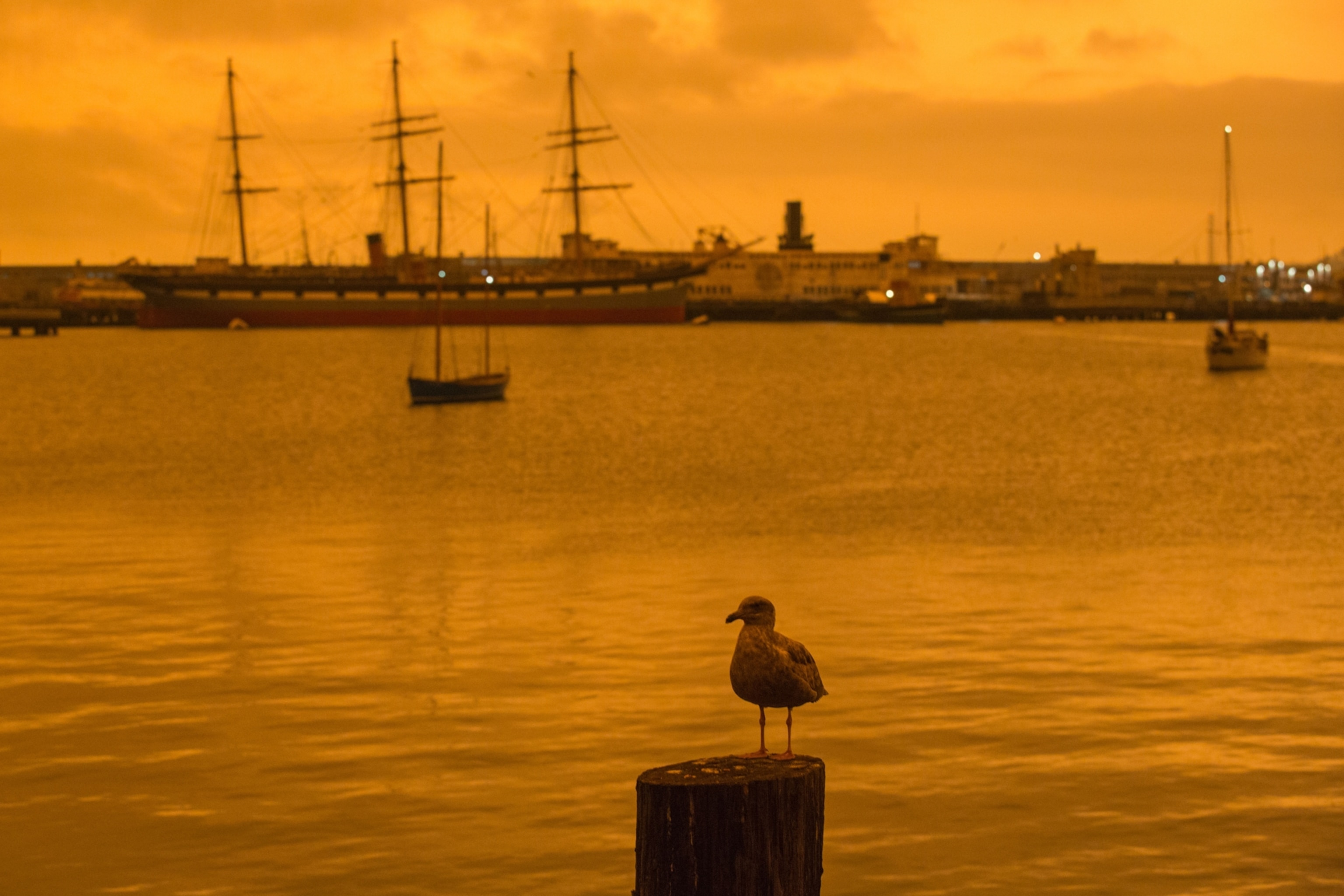 A seagull perched by the water in San Francisco before an orange sky.