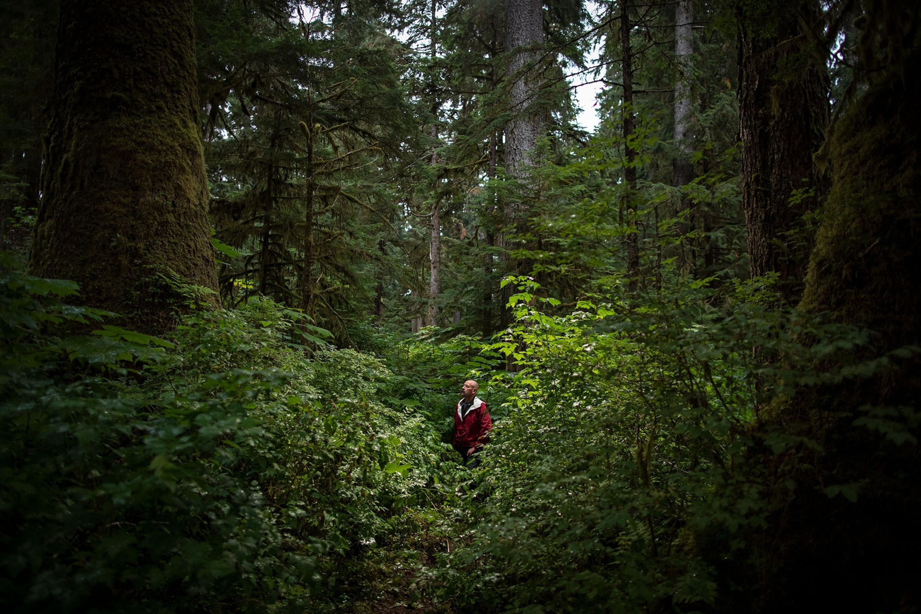 a man in a red coat standing in an old-growth forest where the trees are massive