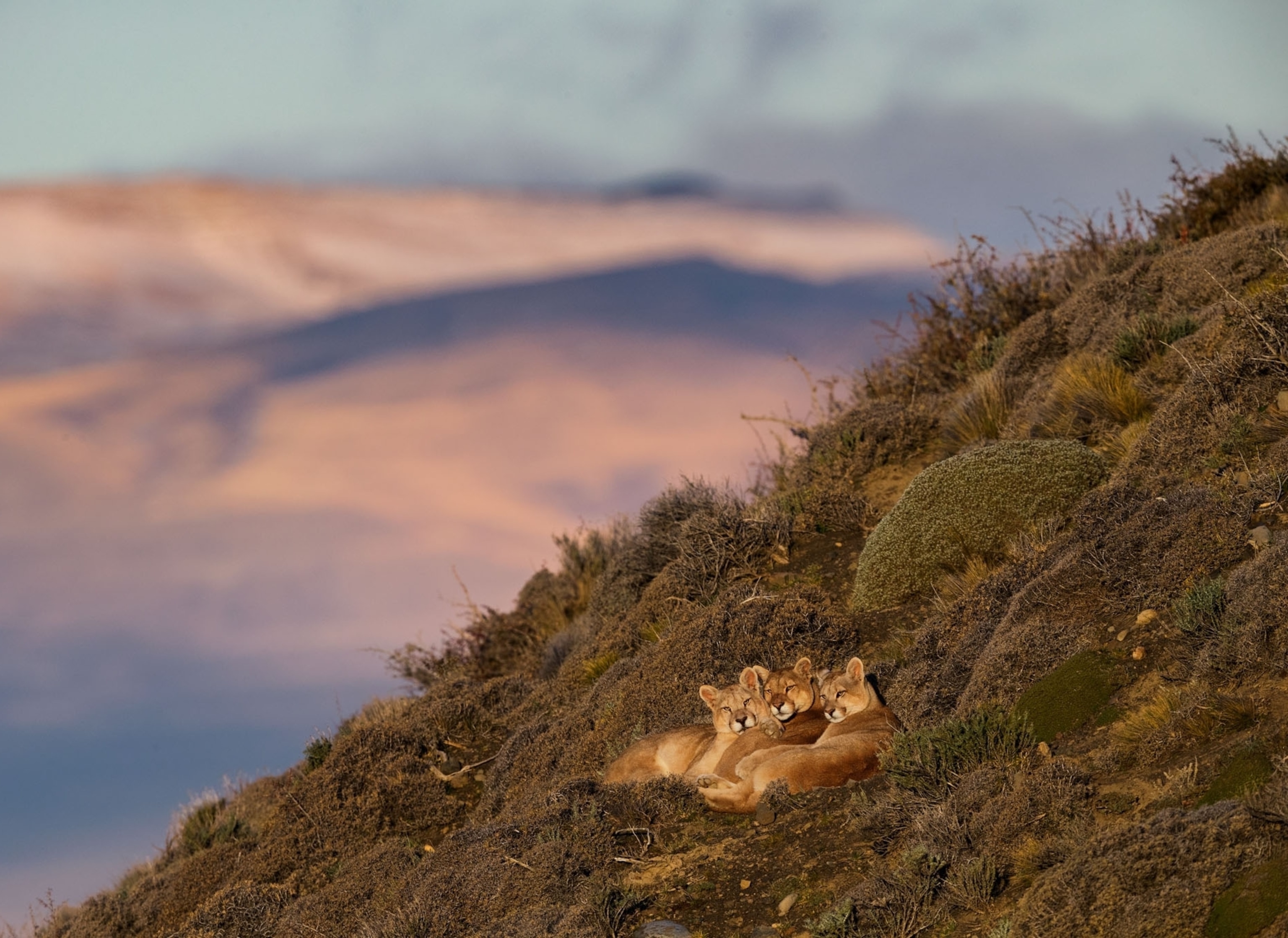 a puma huddled with her 2 cubs above the clouds during sunset