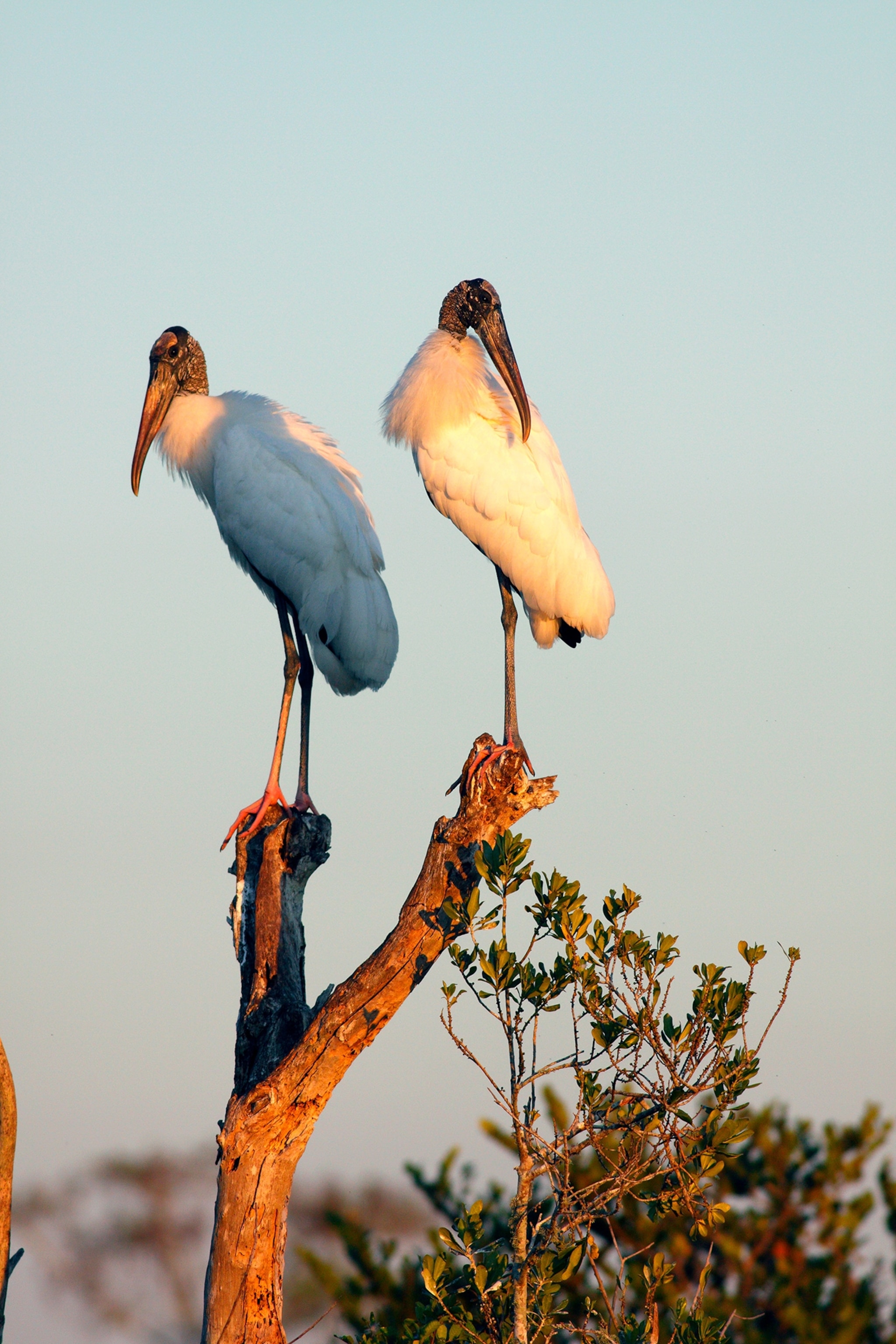 Two birds one with blue and another with white feathers and brown bills stand on a barren tree top.