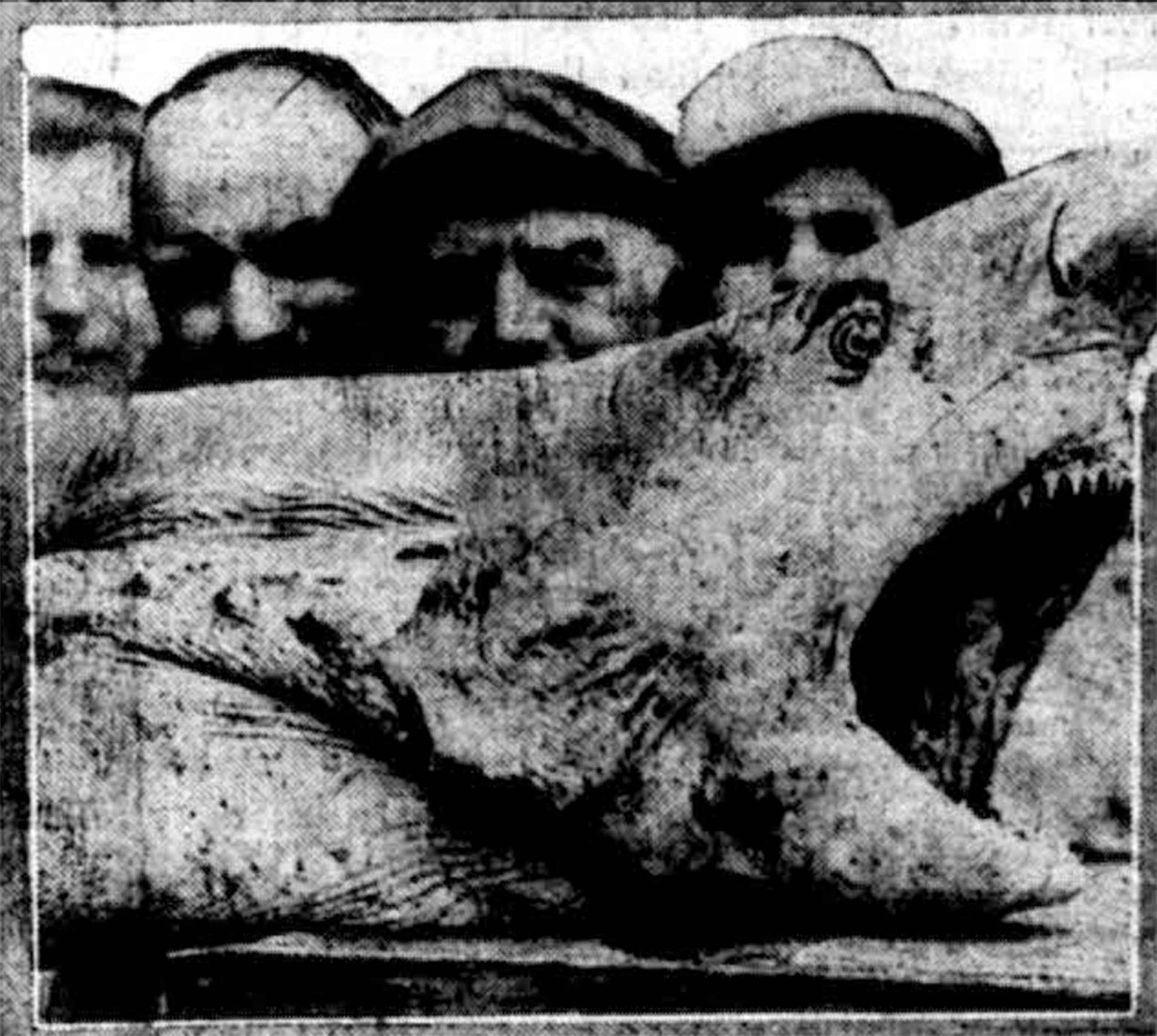a shark that allegedly killed someone in 1916