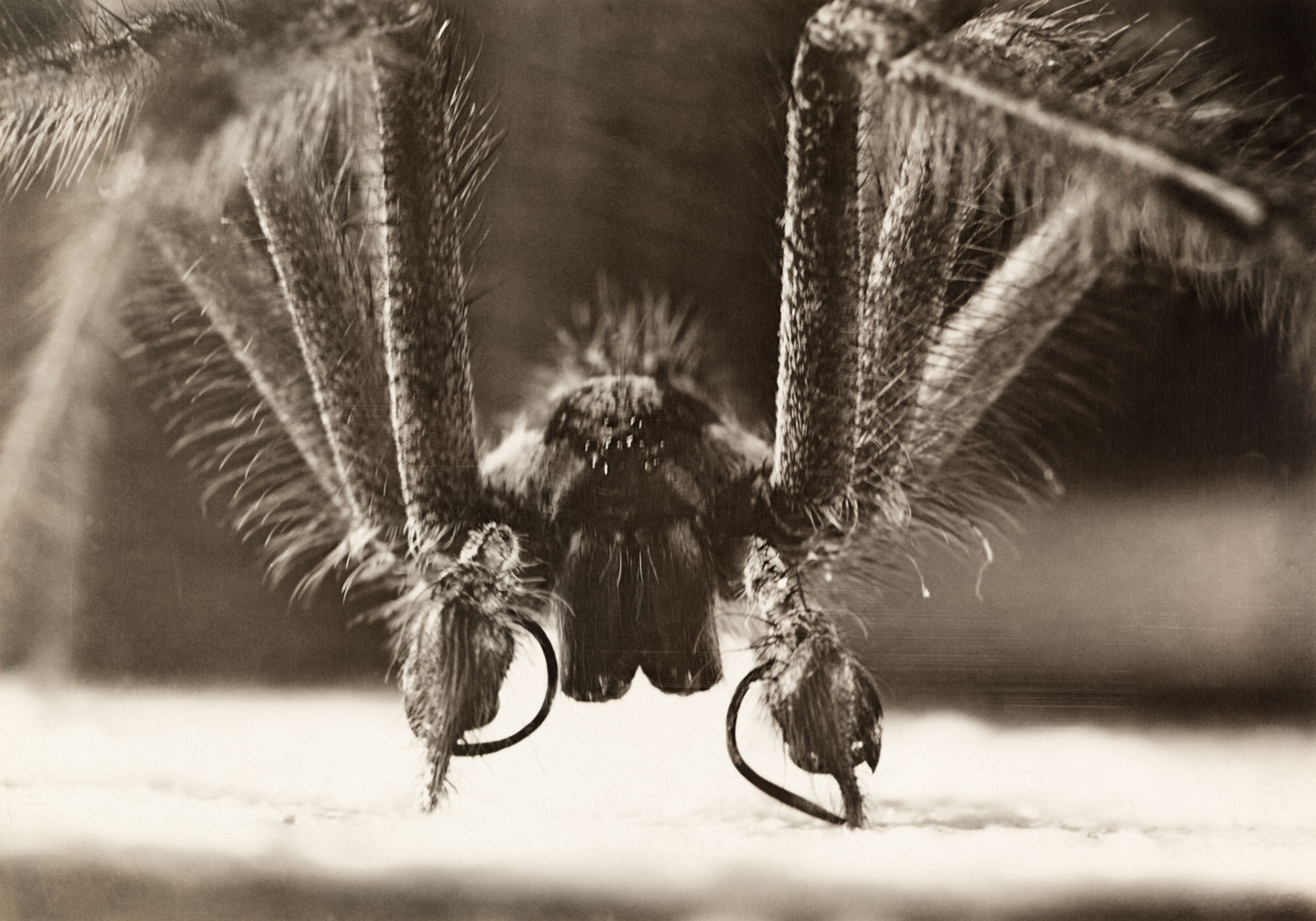 a male spider