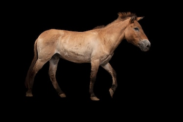 a Przewalski's horse