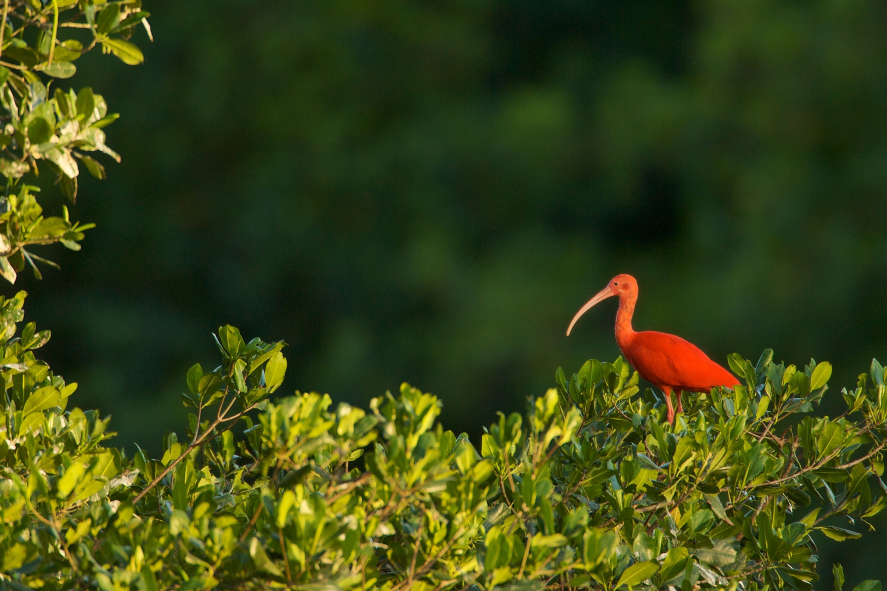 a scarlet ibis roosting in a mangrove tree