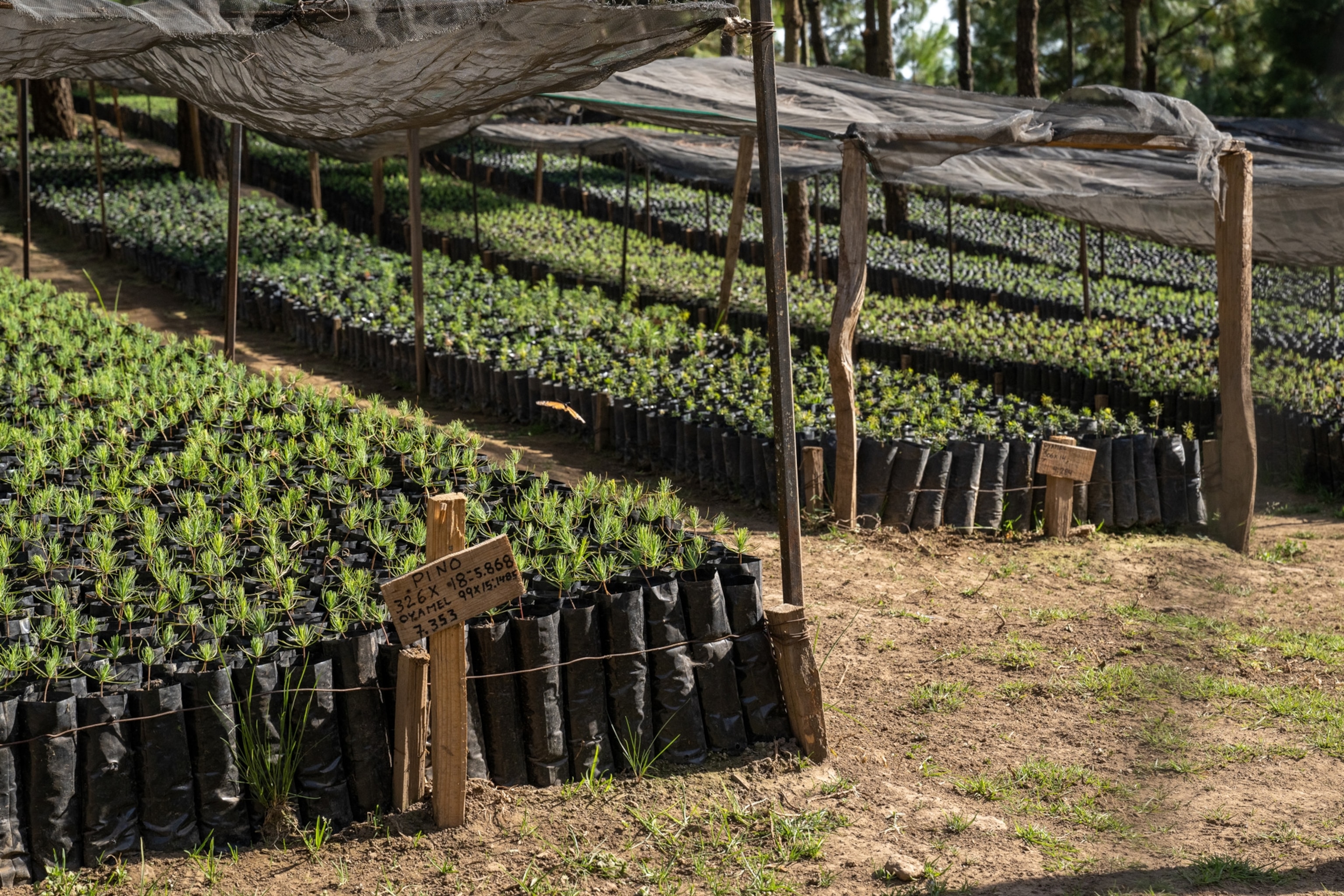 sapling trees being grown and prepared for planging