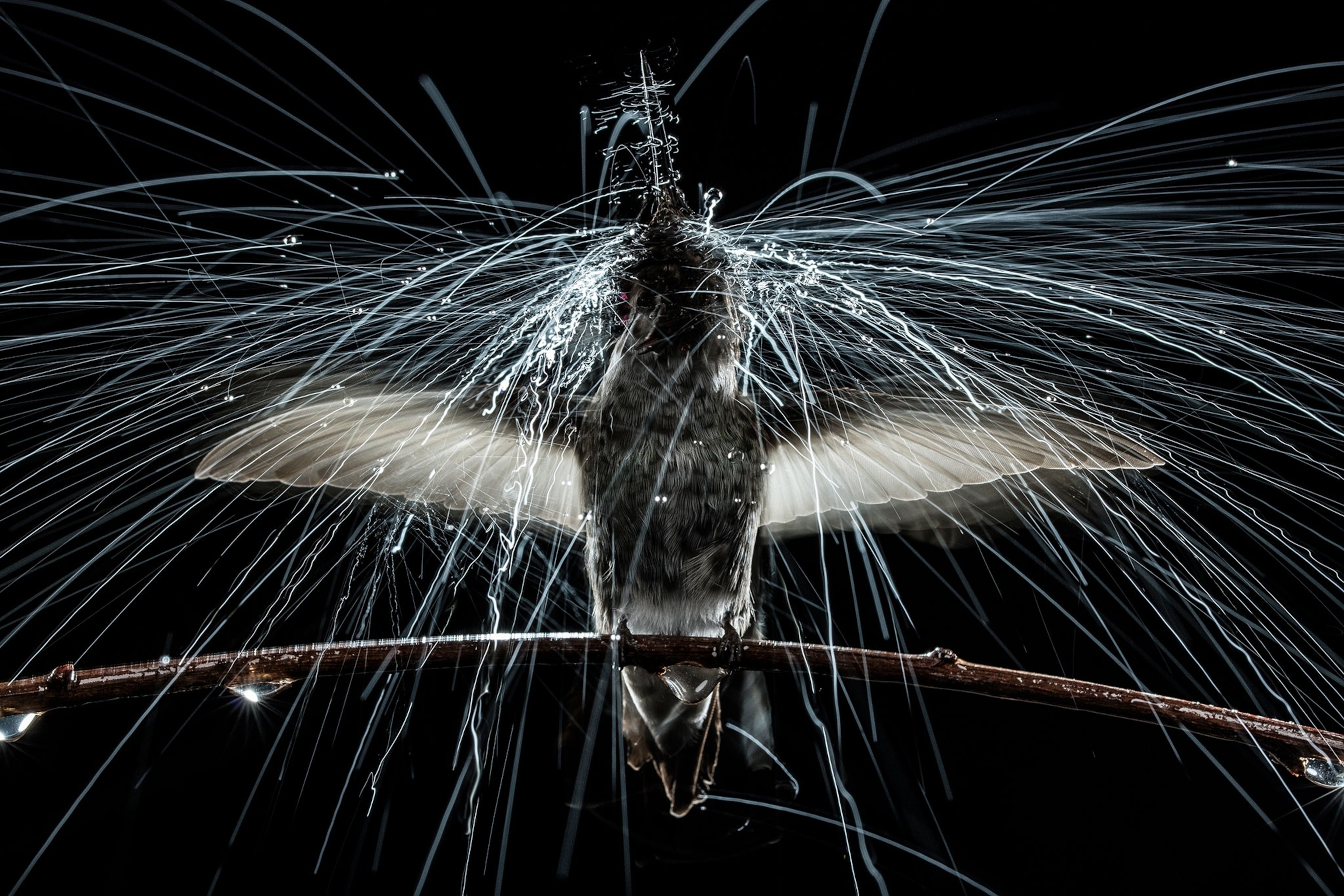 a hummingbird