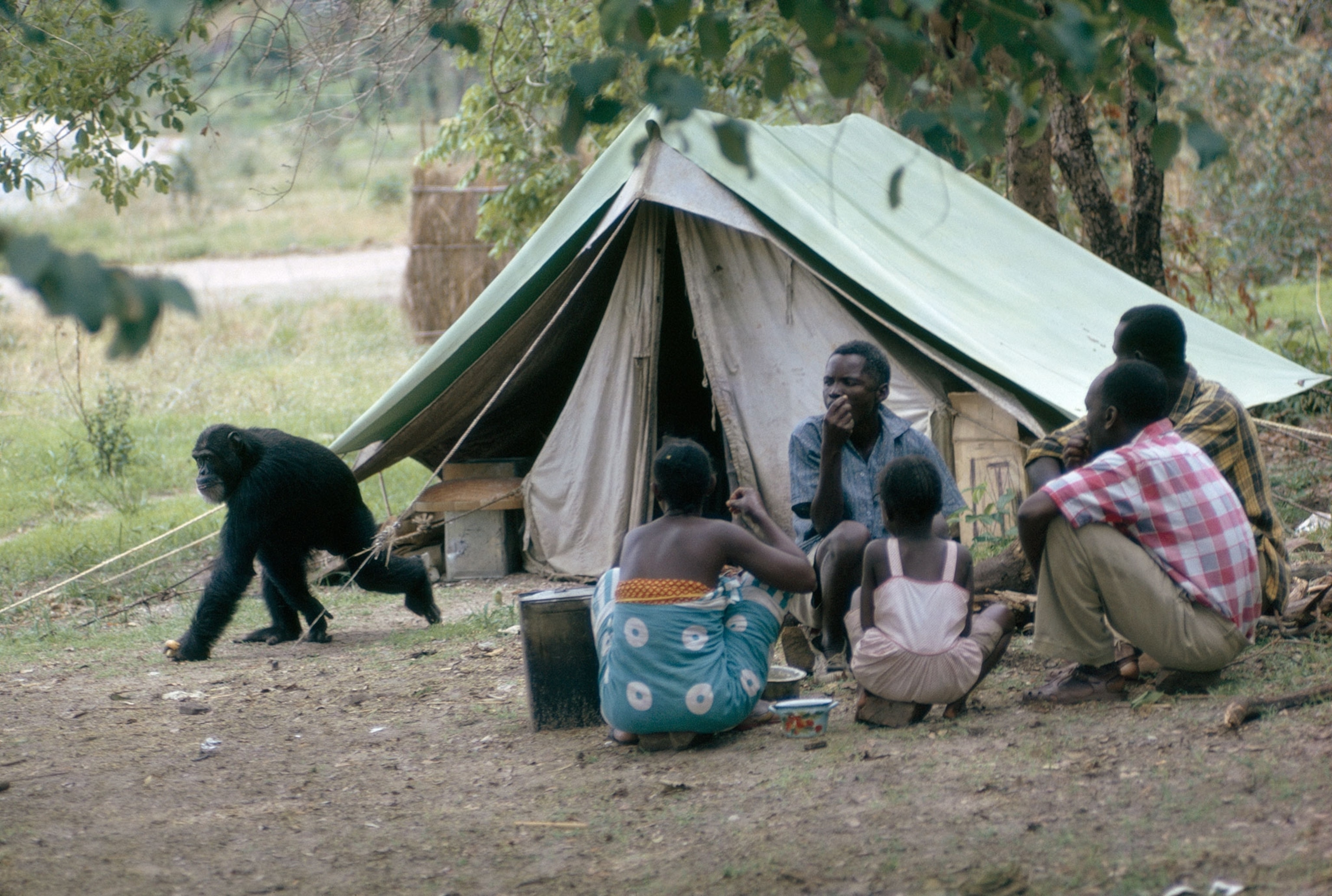 a chimpanzee in a campsite