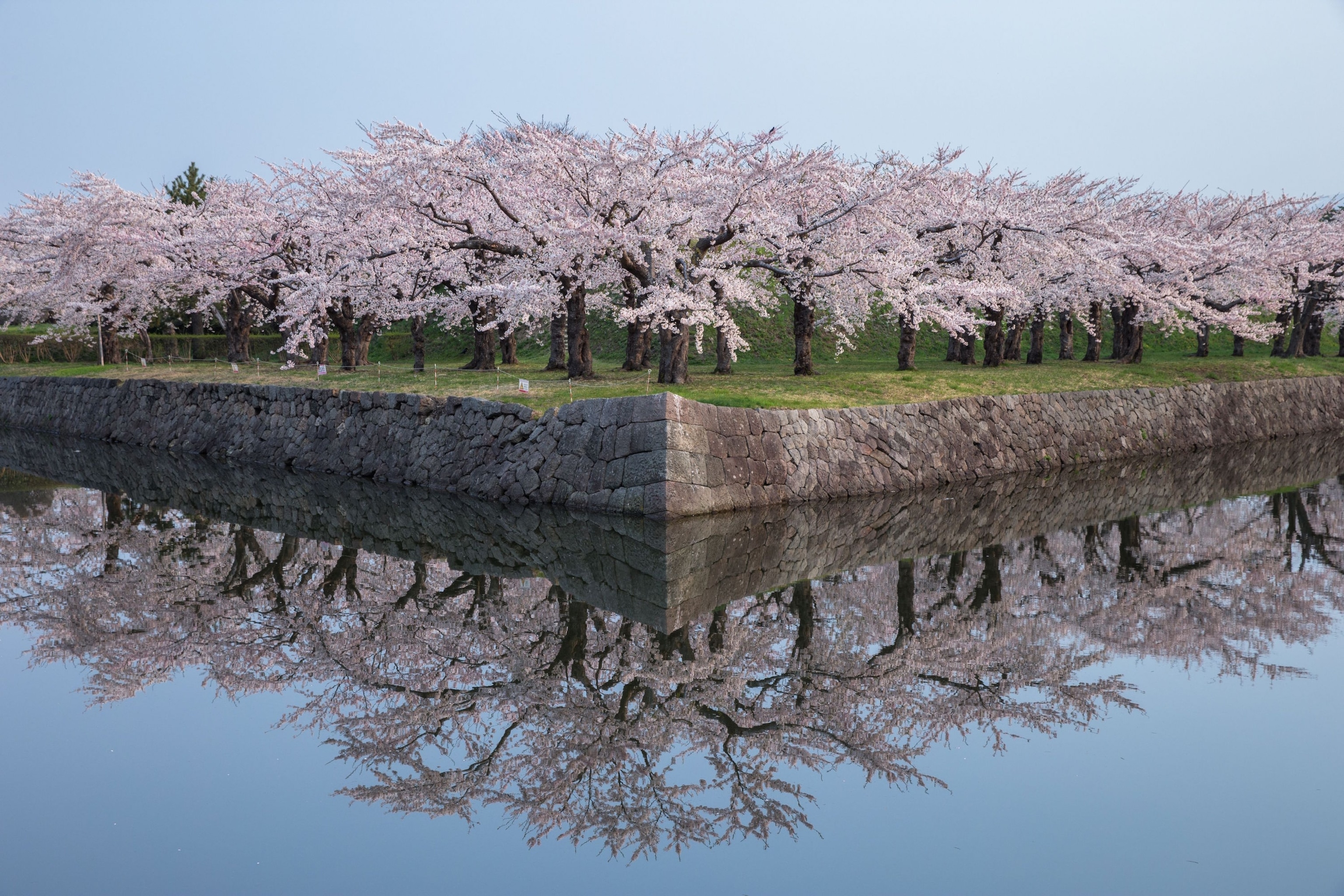 cherry blossoms reflection in Hokkaido, Japan