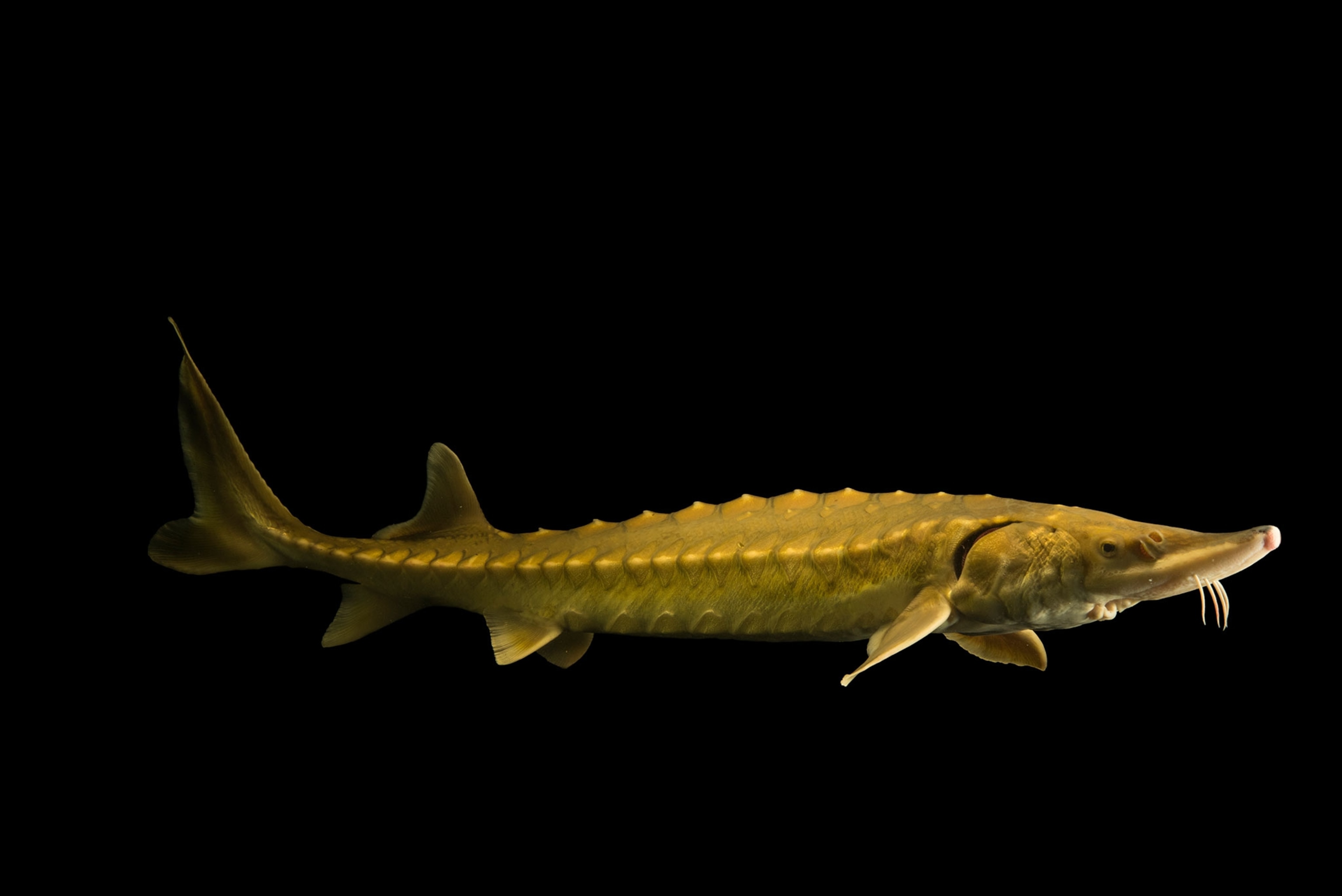 an Atlantic Sturgeon