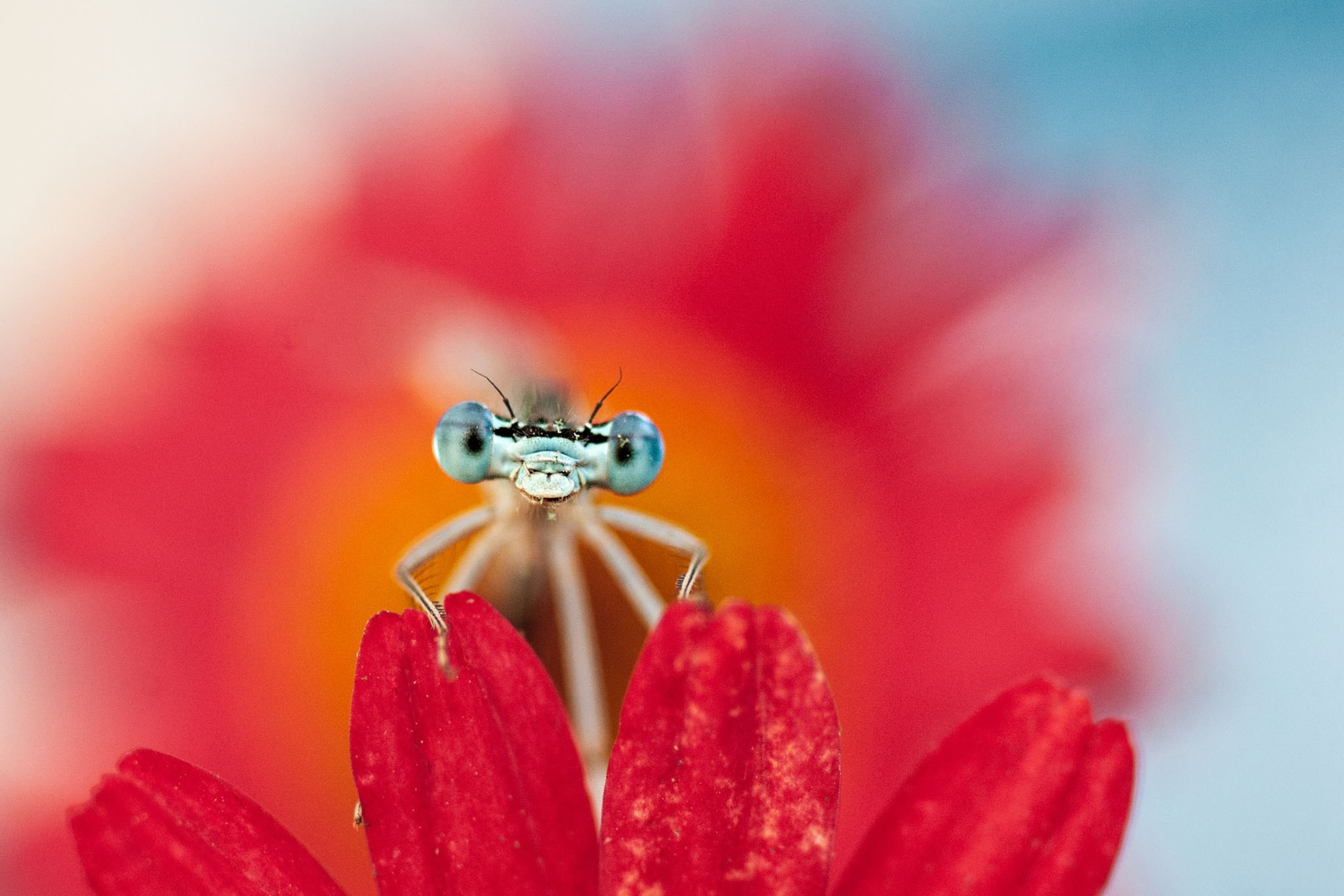 insect peering from red flower.