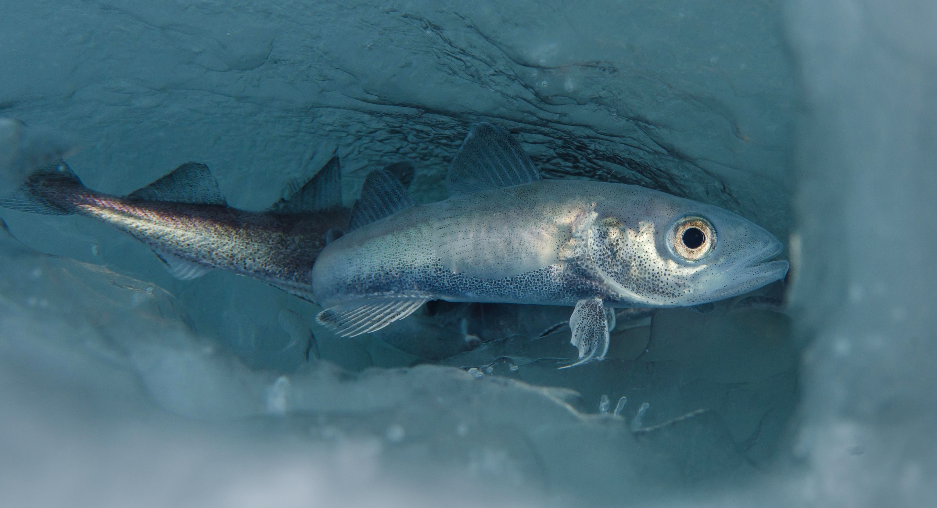 Arctic cod