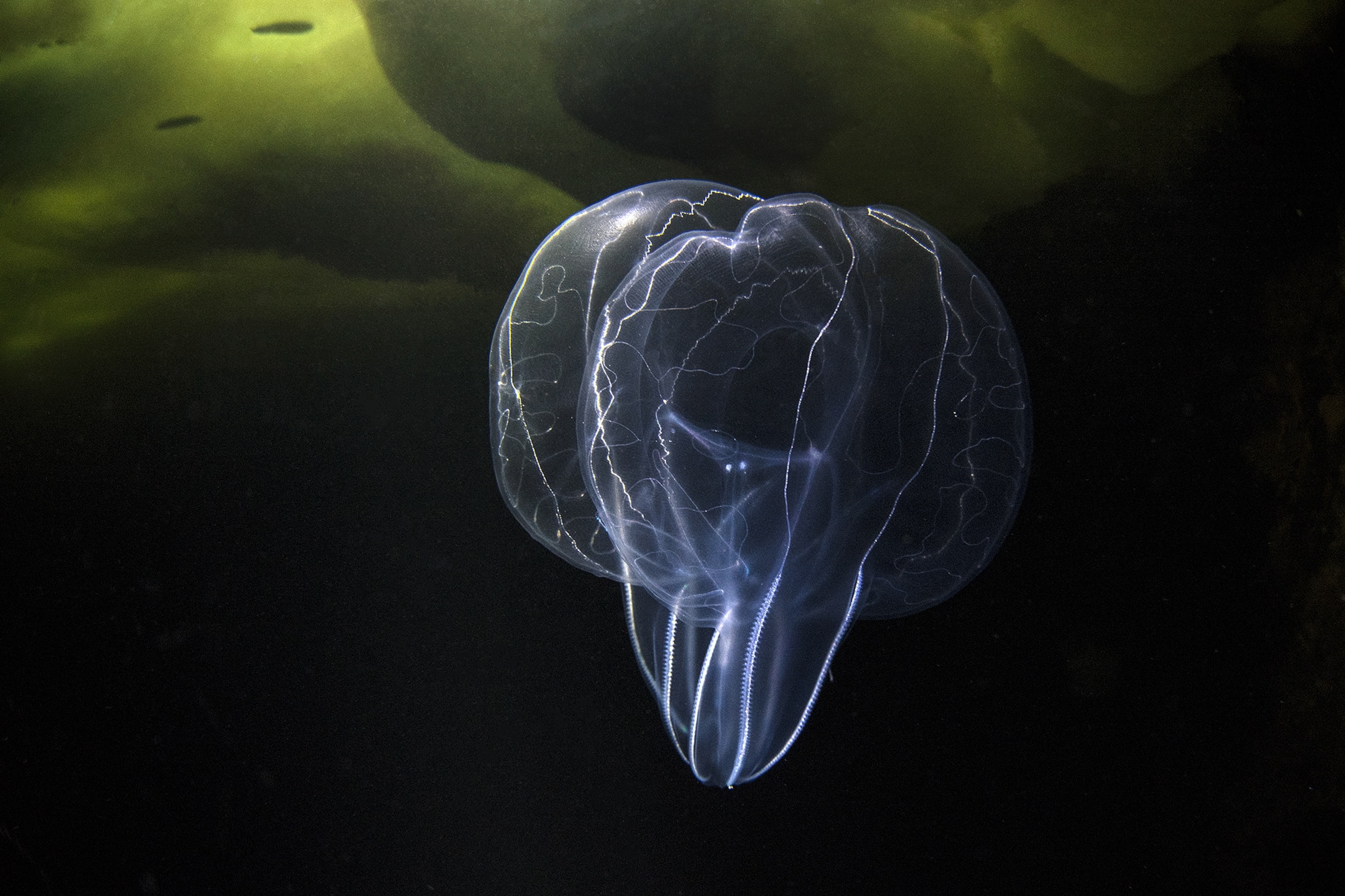 a Mnemiopsis ctenophore