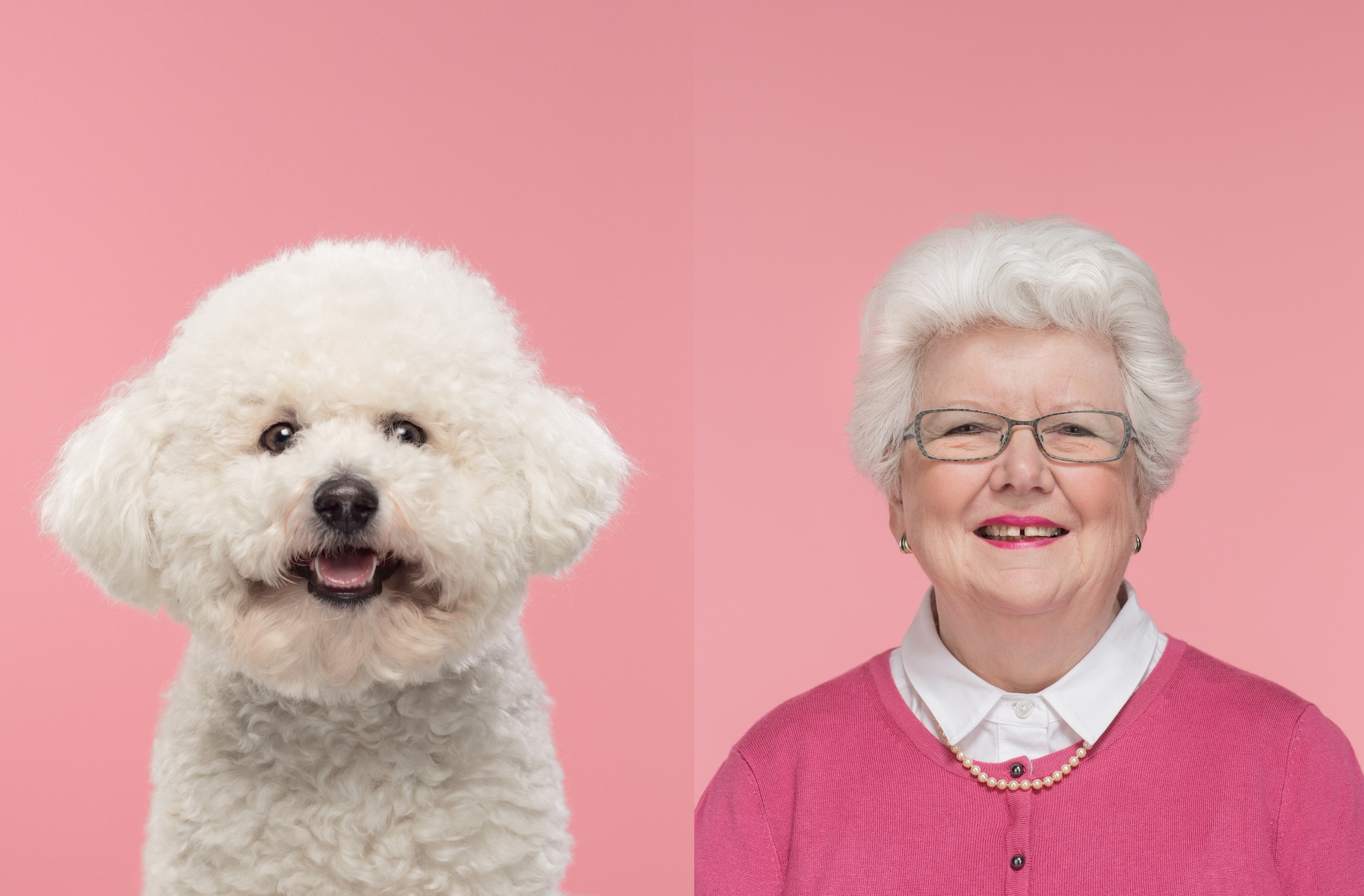 At left, a head-and-shoulders portrait against pink backdrop of a white fuzzy, poodle-like dog. At right, a similar portrait against the same backdrop of a smiling elderly white woman with short white hair wearing a pink sweater and pearls.