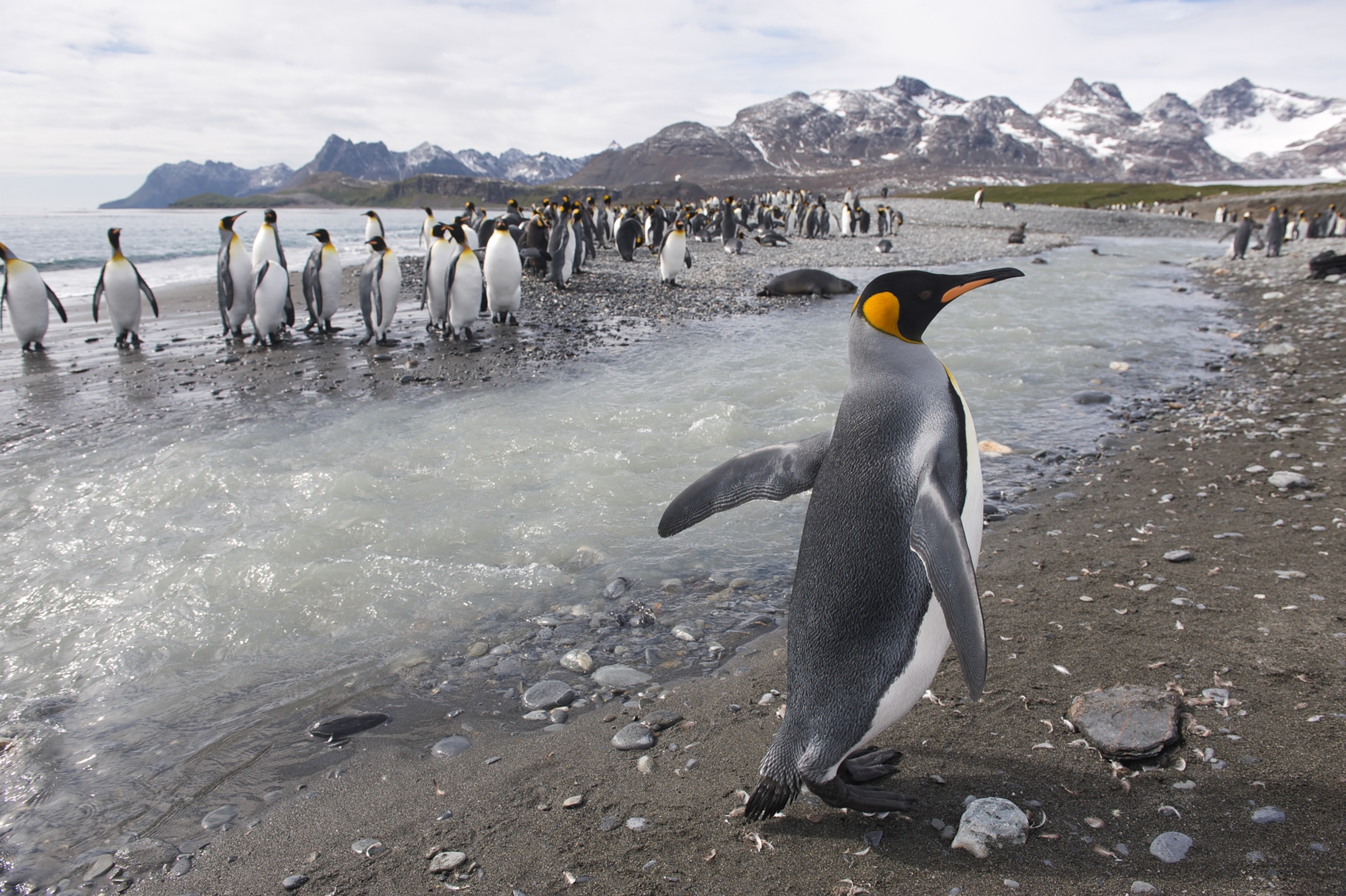 Krill feeds on phytoplankton that grows on the underside of sea ice.