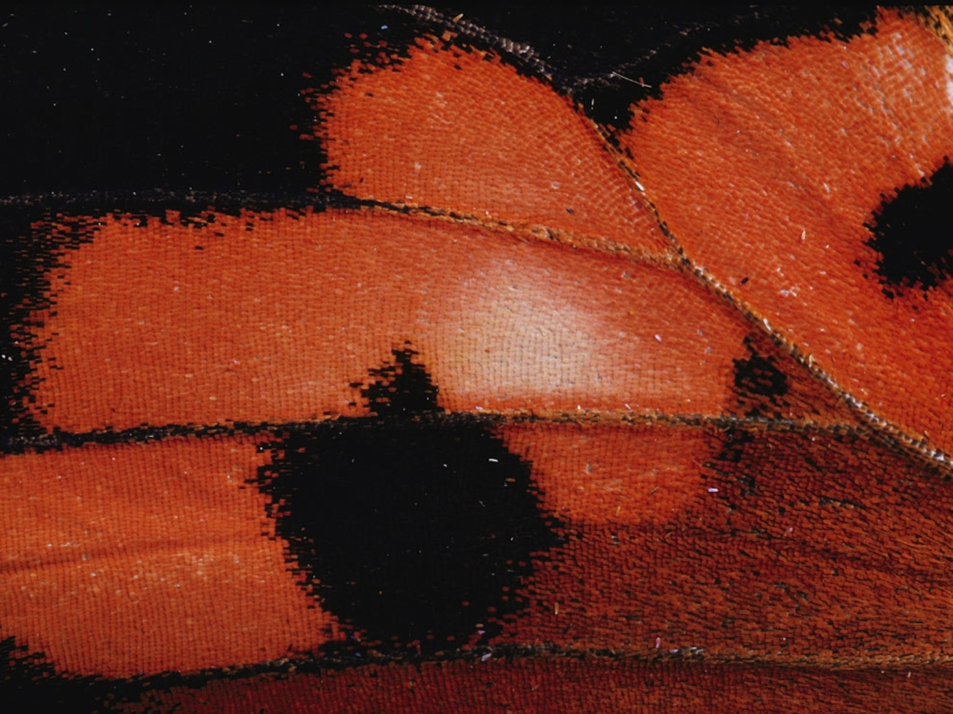 Close-up of a butterfly wing